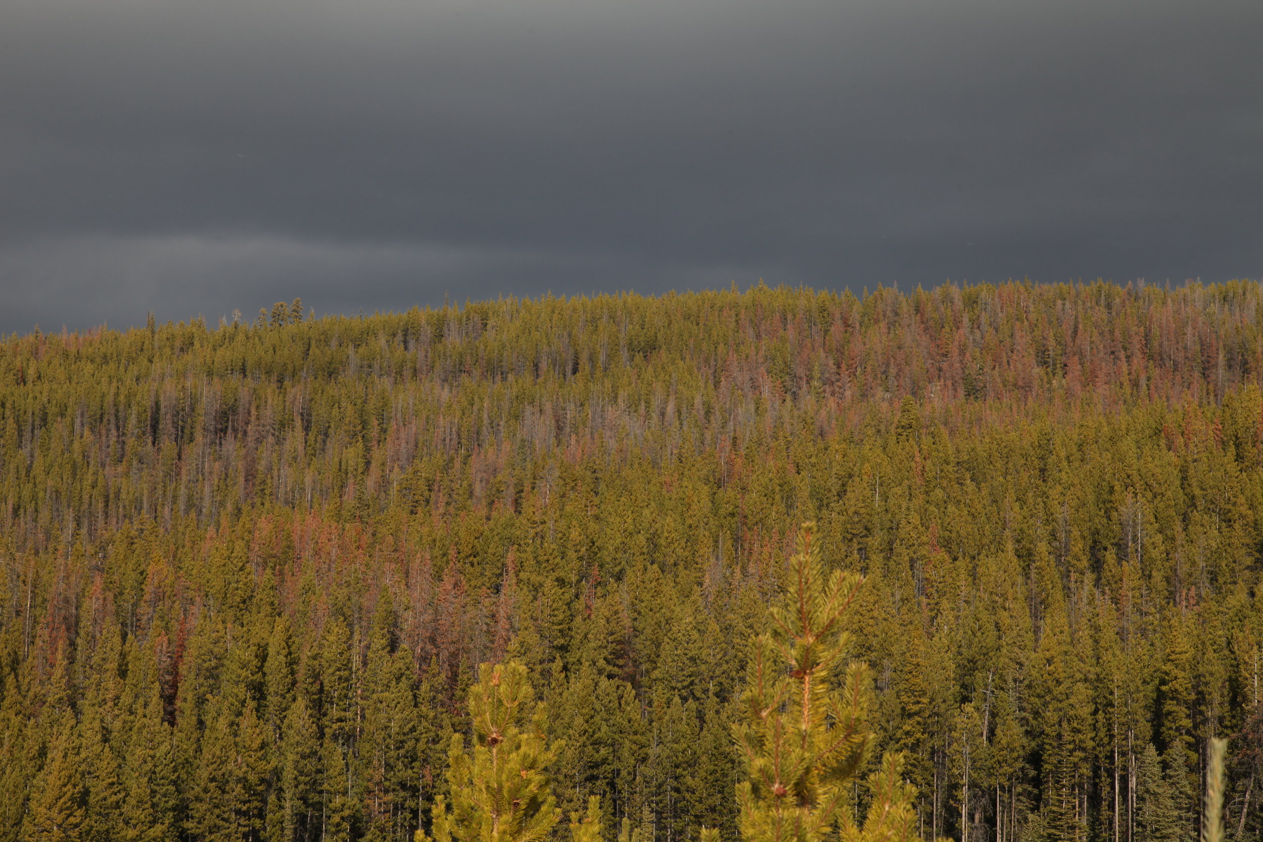  The Mountain Pine Beetle is one form of natural disturbance present in the Sallus Creek watershed. We are continuing to work to restore the resilience of Xaxli’p forests to natural disturbances.     