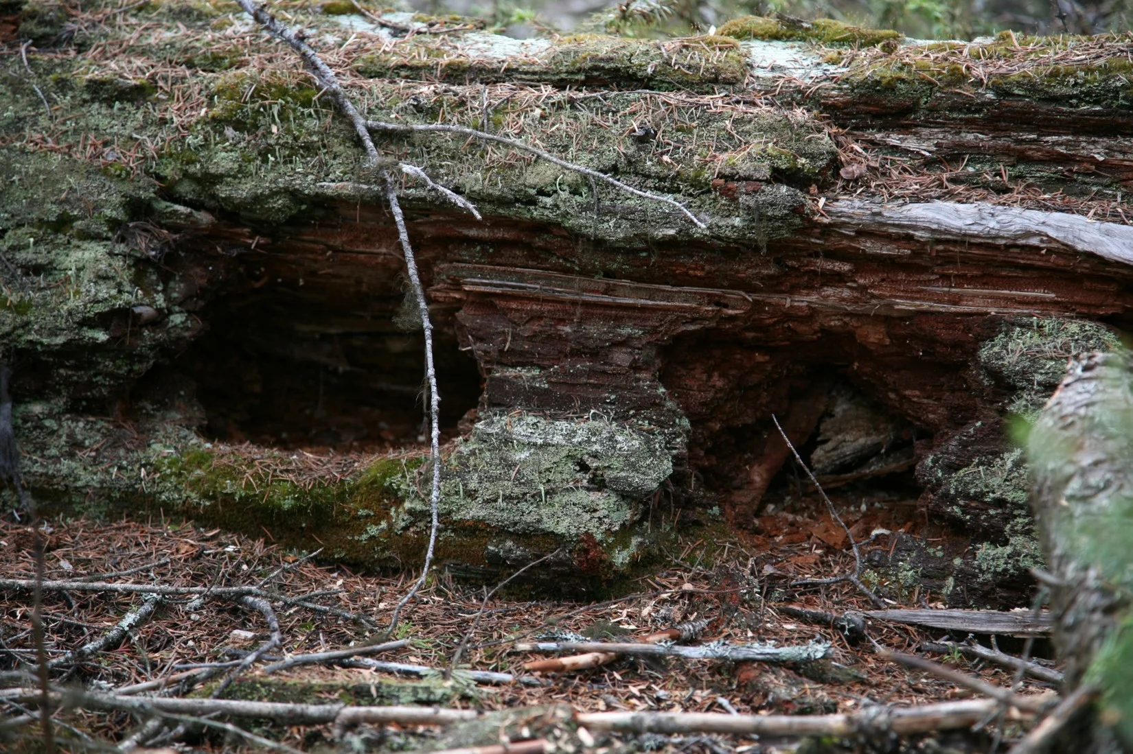 Decayed wood is nature’s water storage and filtration system
