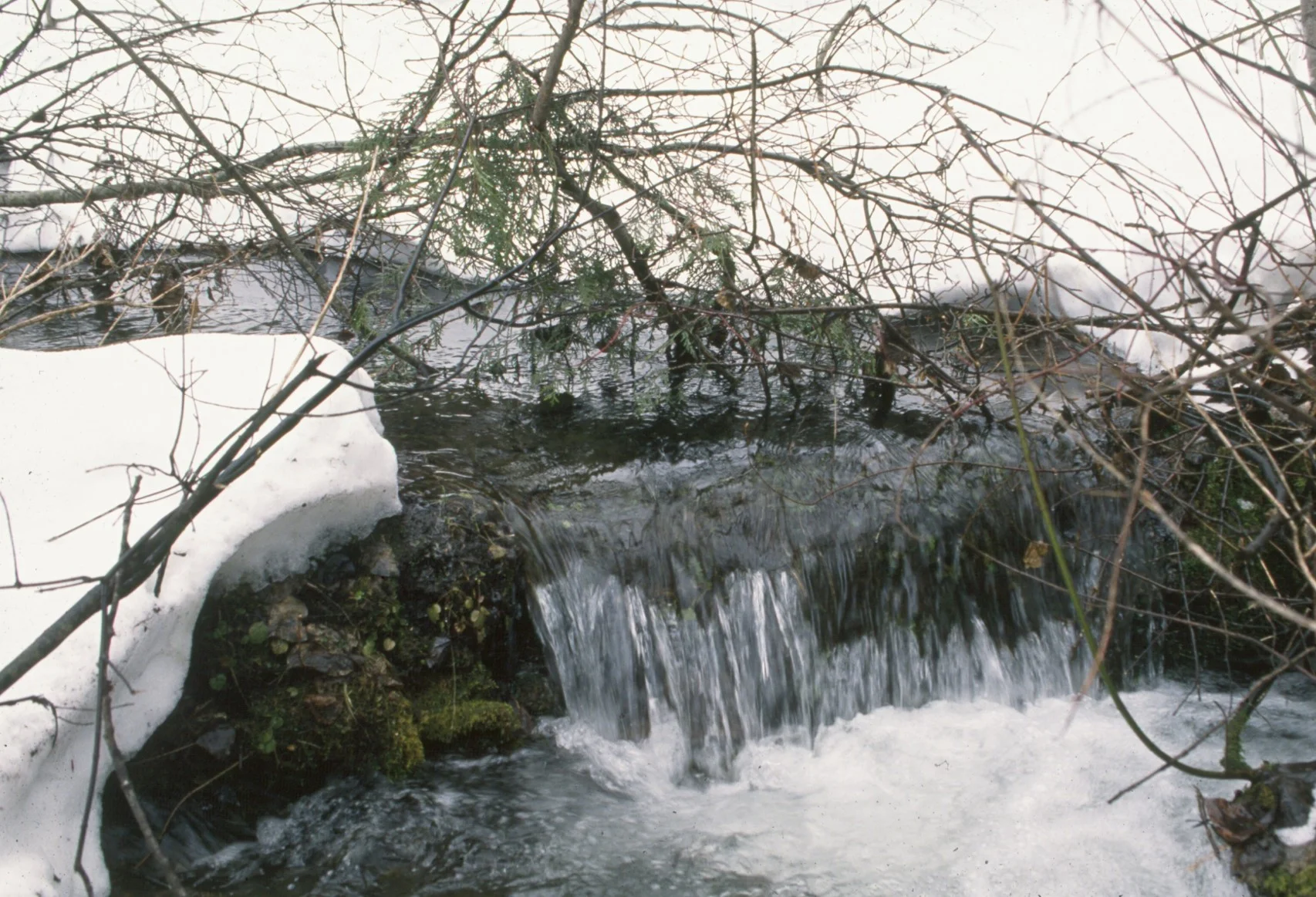 Water is life – produced by whole, intact forested watersheds.