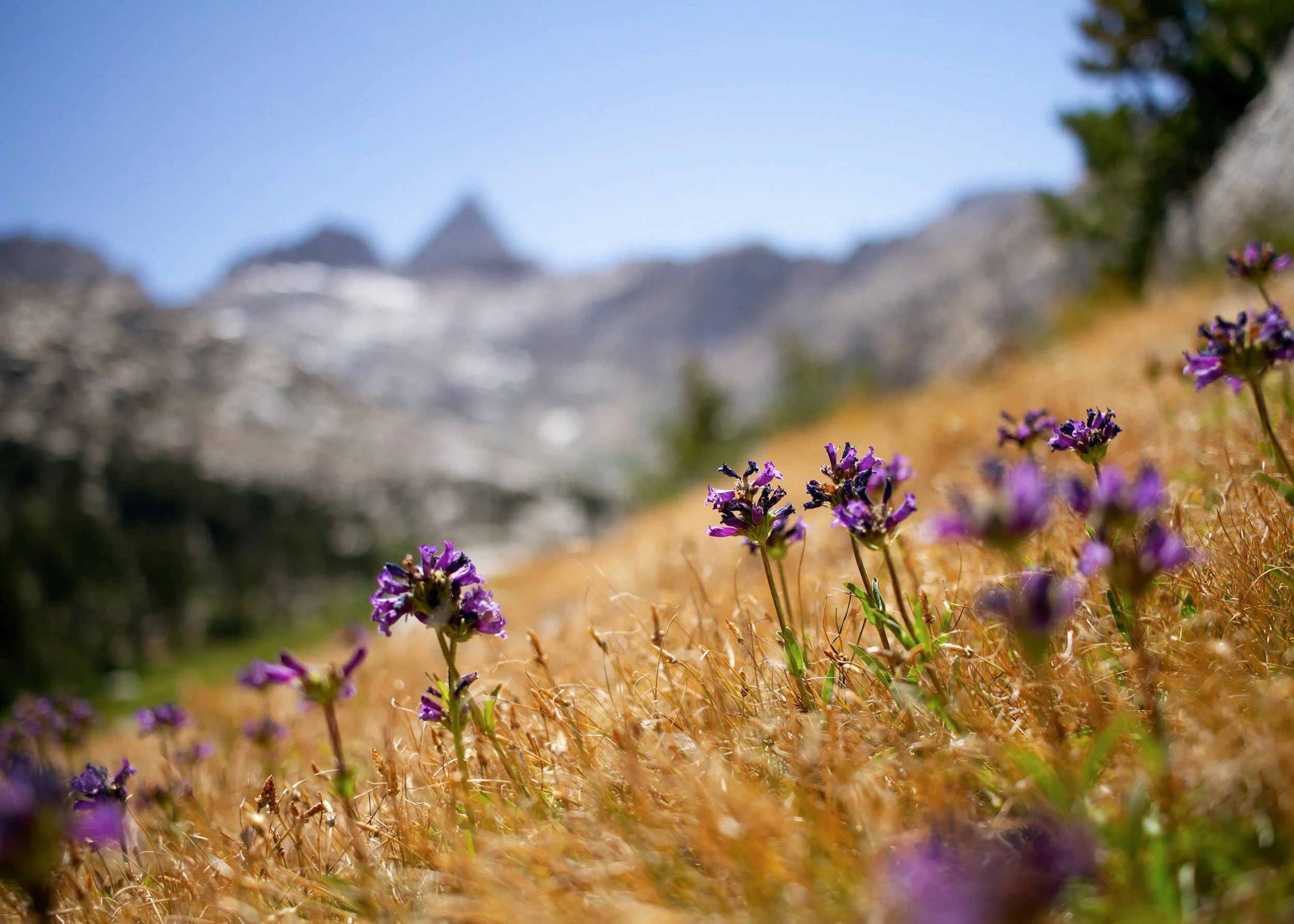 From Stone to Sword: Facing the Shadow of Shame in King Arthur and the Garden