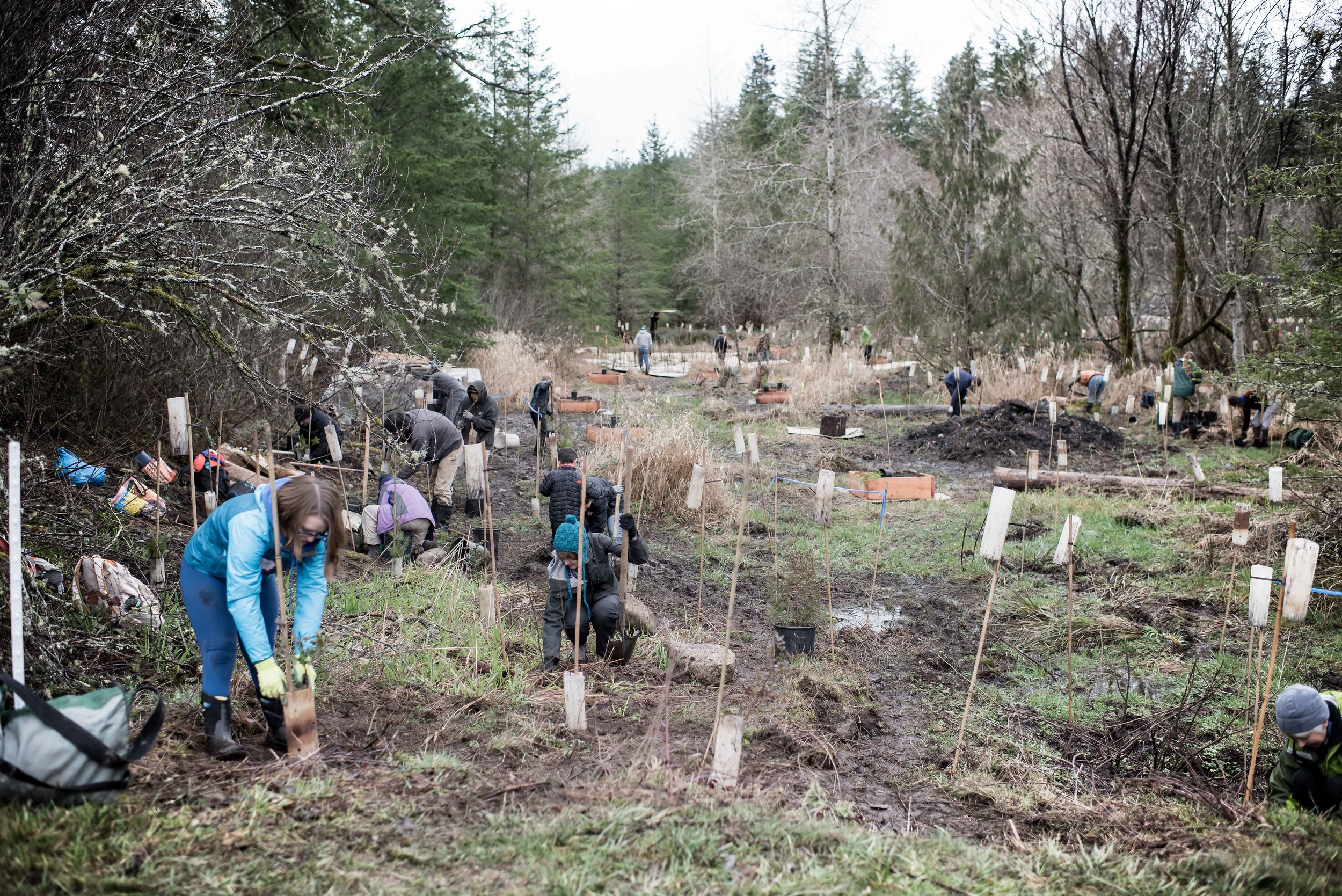 Overview of the Plant-A-Thon 2018 along Tarboo Creek.jpg