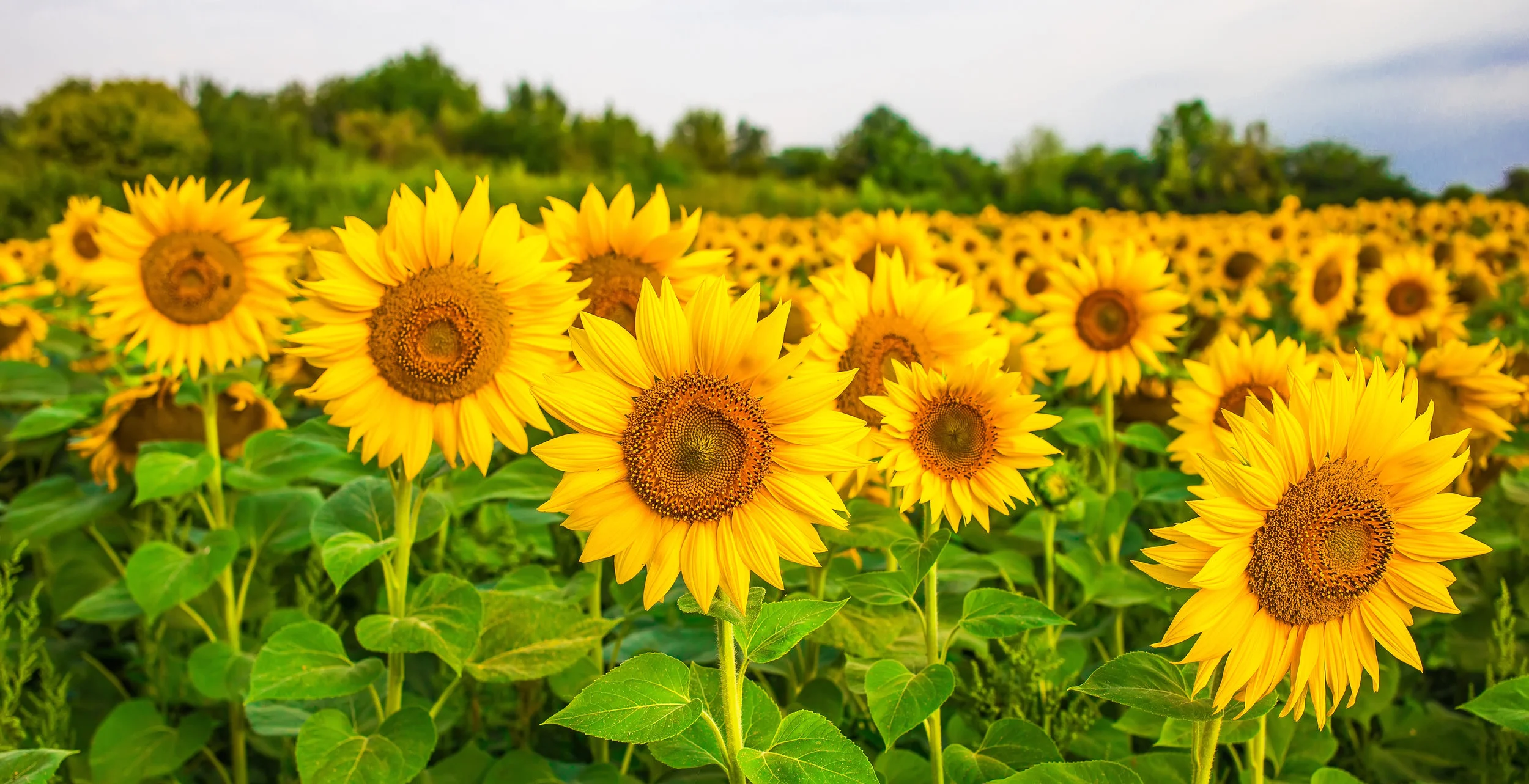 AdobeStock_170164853-sunflower.jpeg