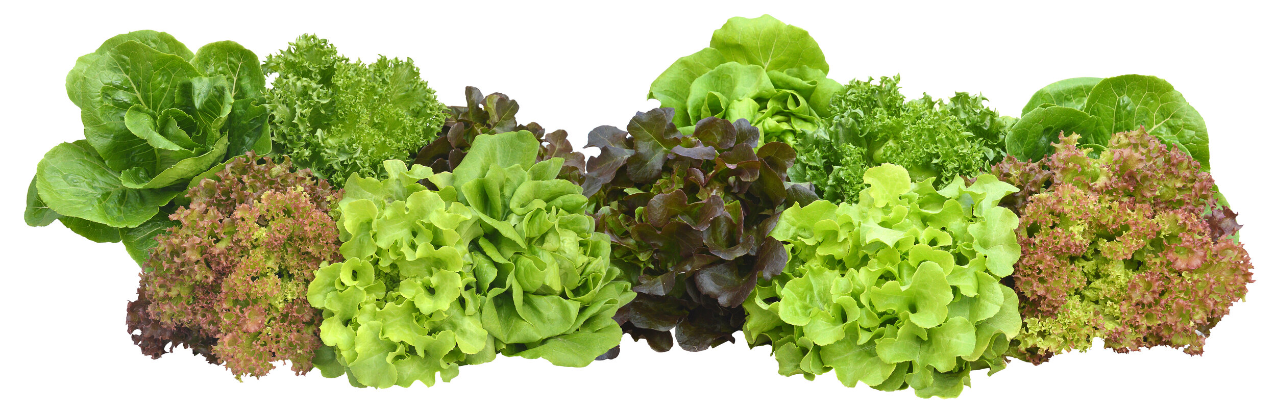 Salad Greens! — The Food Co-op