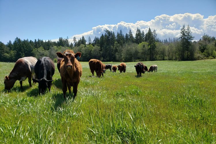 Cattle on Spring Pasture One Straw.jpg