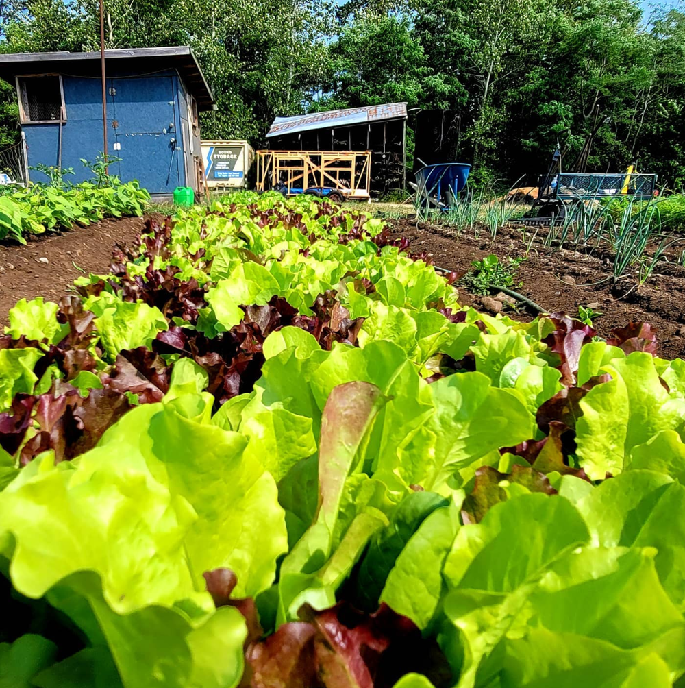 Lettuce at Woodbridge Farm