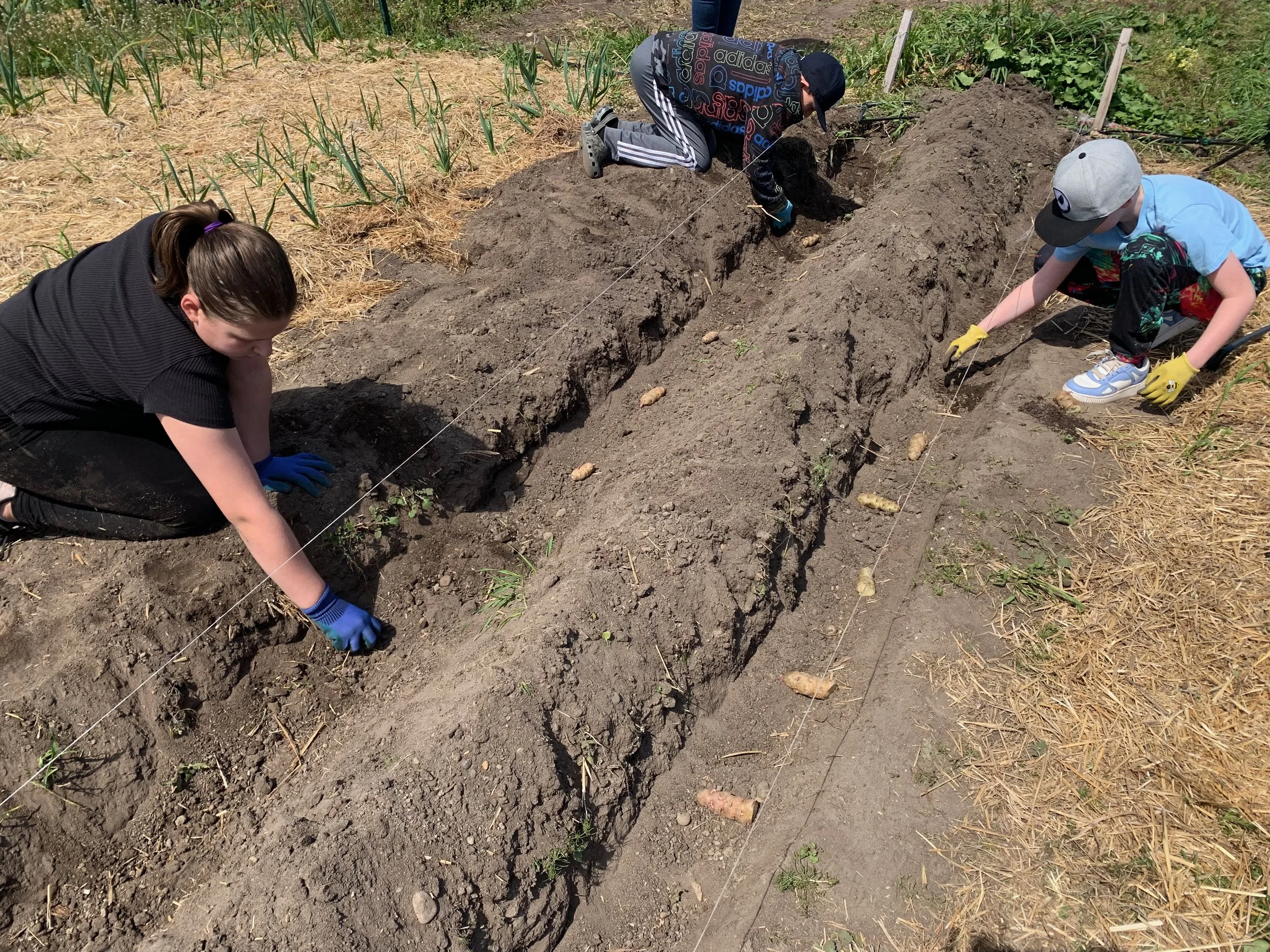 Planting potatoes.jpeg