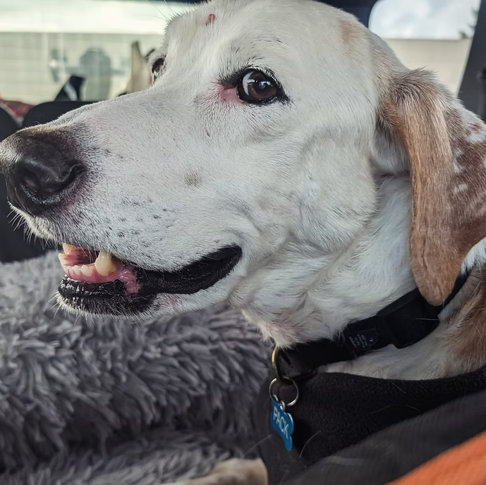 Screenshot - Senior Dog 5.png