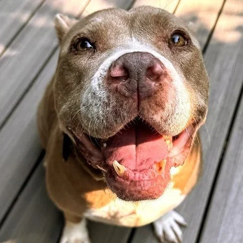 🐕Because Growing Old Deserves Growing Love🐕

Learn how The Gray Muzzle Project is giving overlooked dogs a soft place to land.

Link in bio (The Beet &ndash; Coop Blog)

@the_gray_muzzle_project

#chimacum #quilcene #porttownsendwa #pacificnorthwes