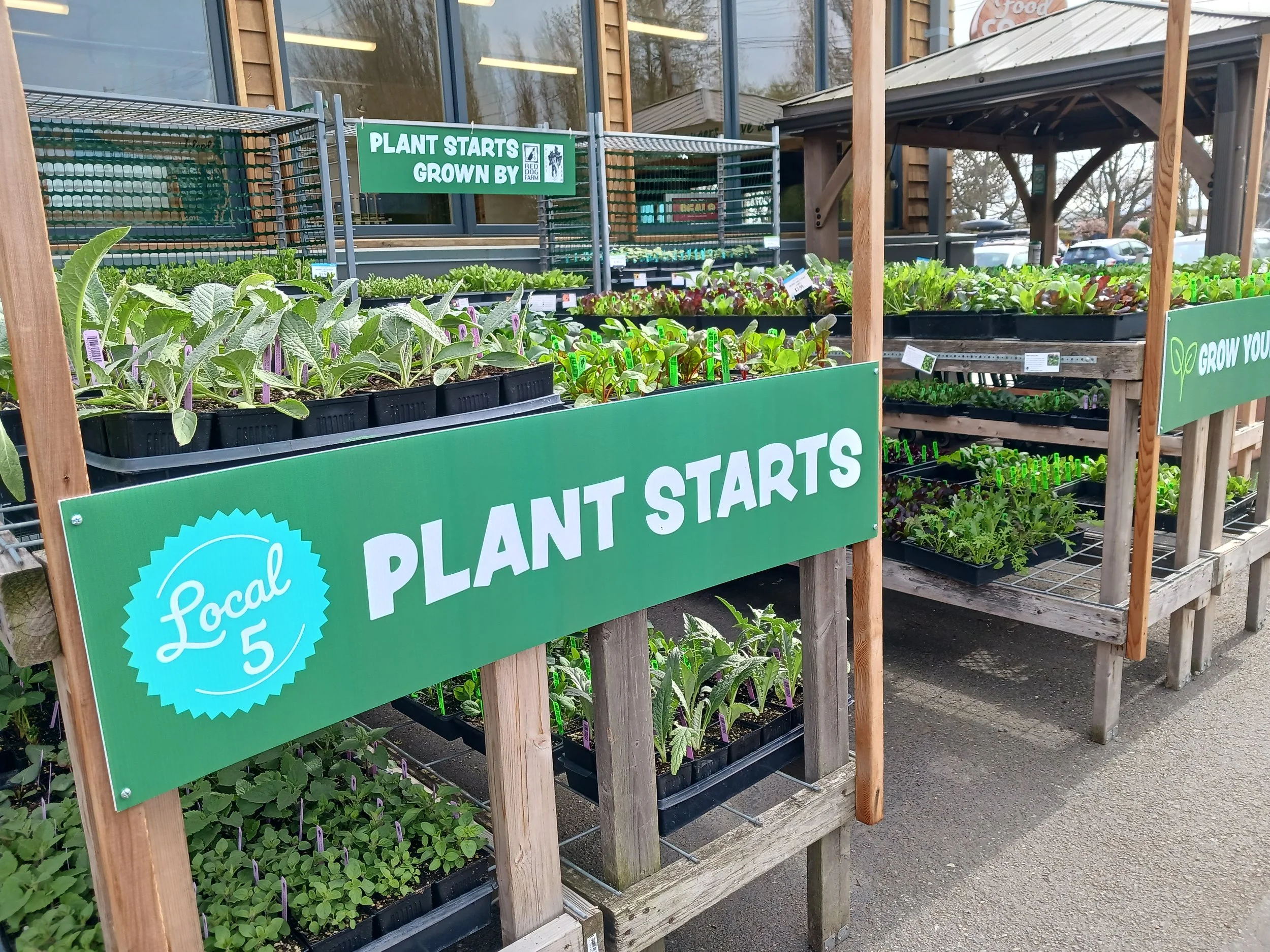 PLant Starts 2026 3.jpg