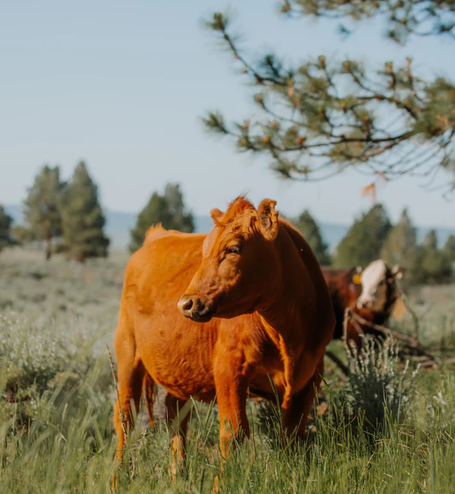 A Beef Co-op? Now That’s Something to Chew On