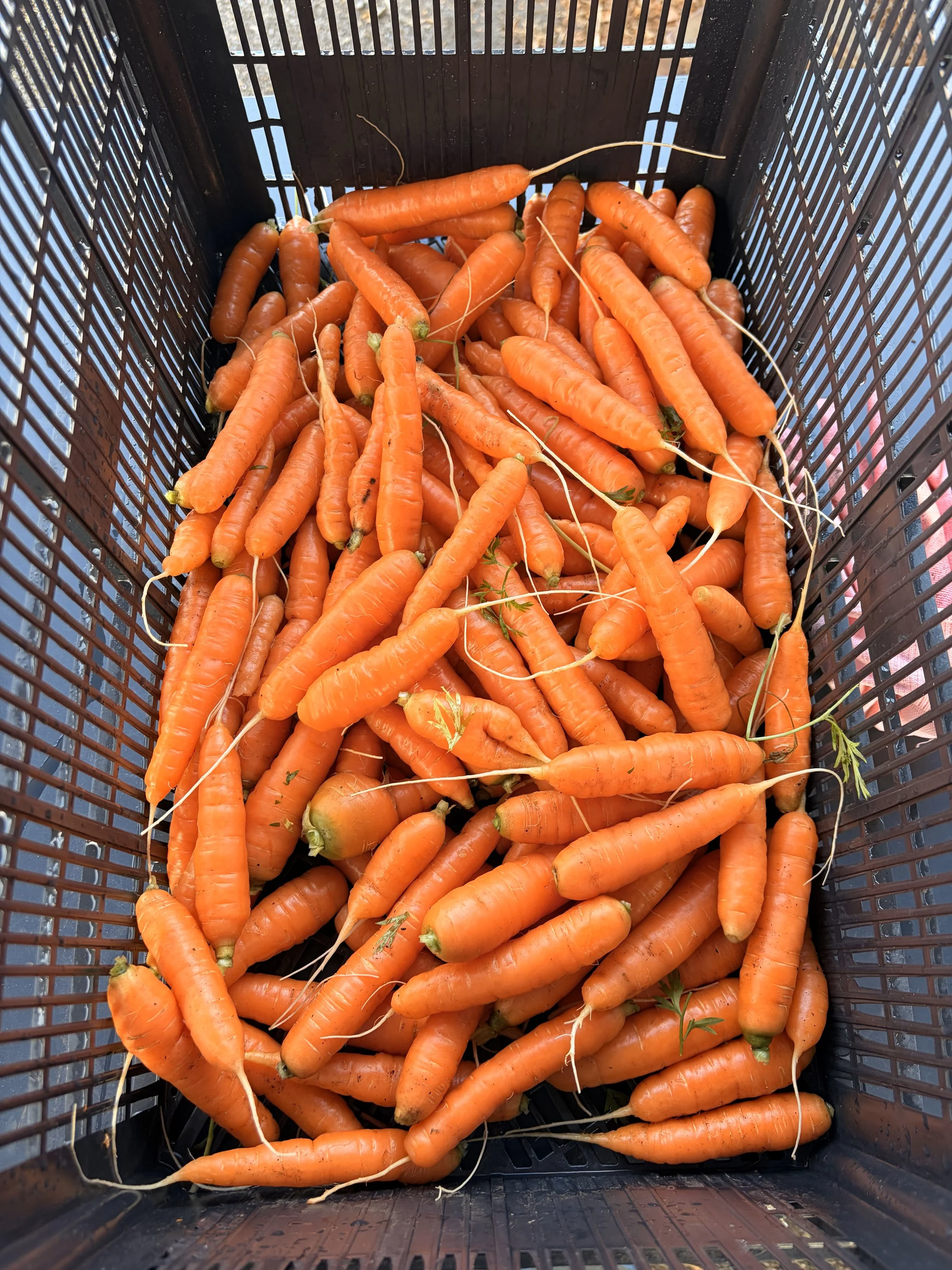 CWP-bin of carrots.jpeg