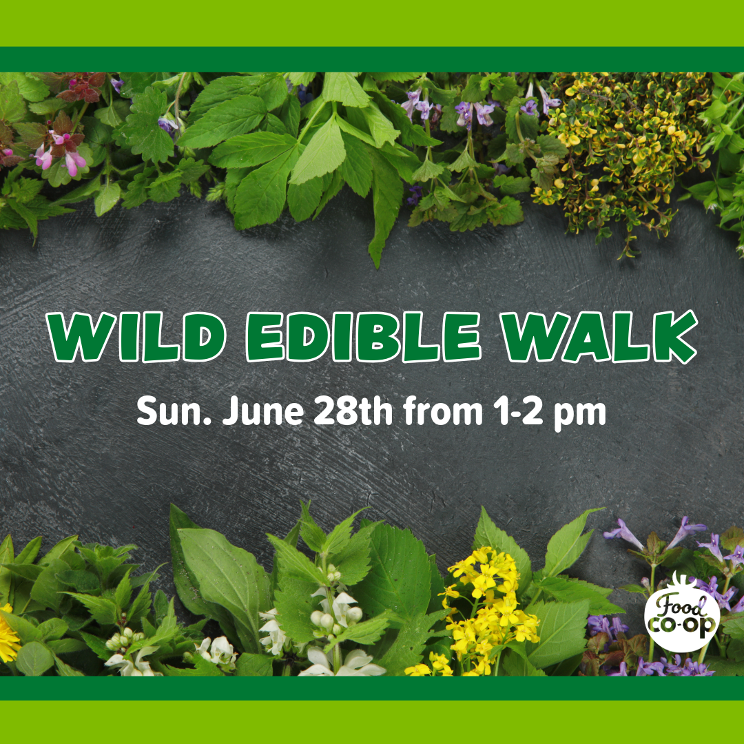 2026 Wild Edible Walk