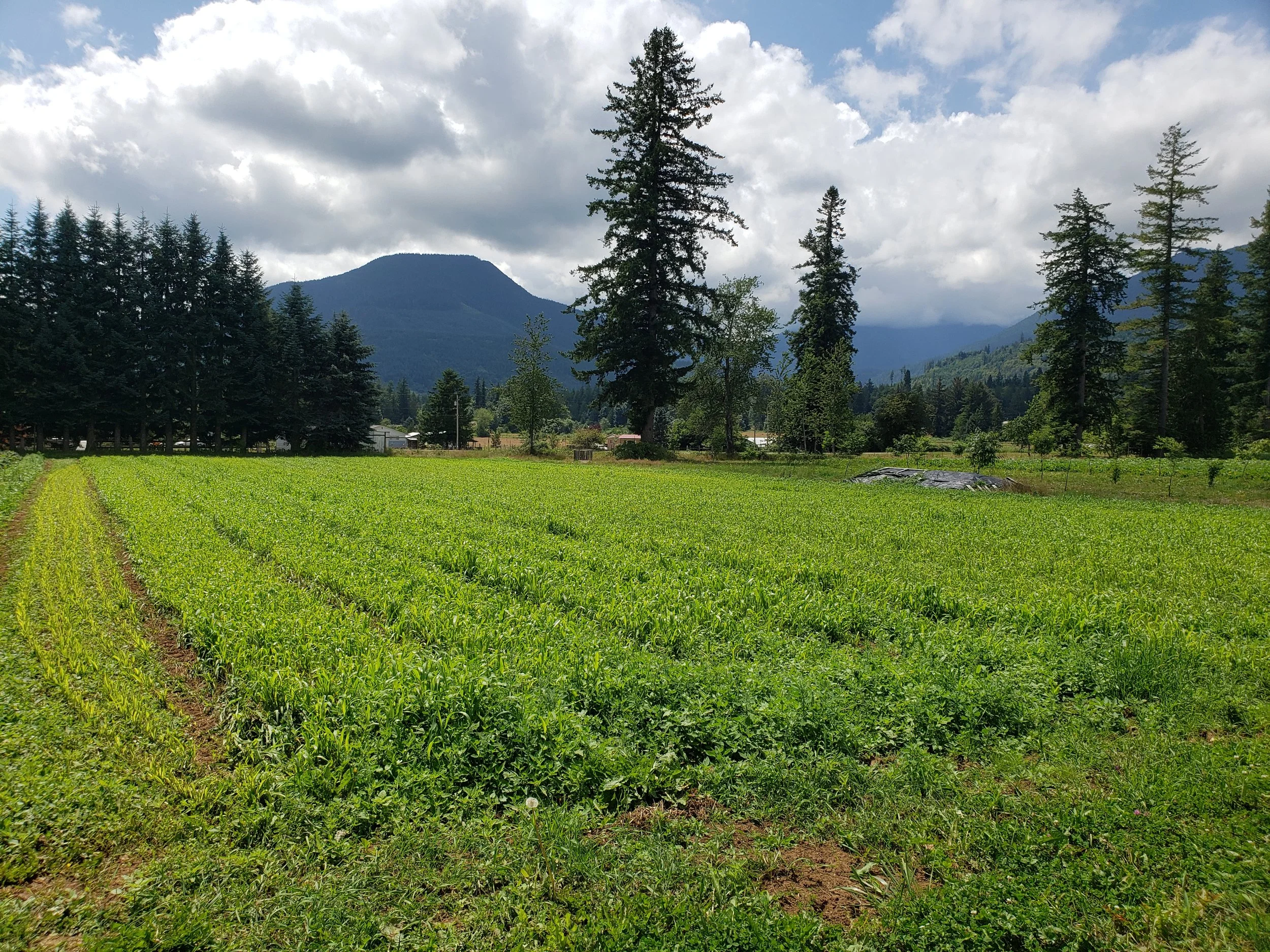 NEW LABELING: Bioengineered Foods - What You Need To Know — The Food Co-op