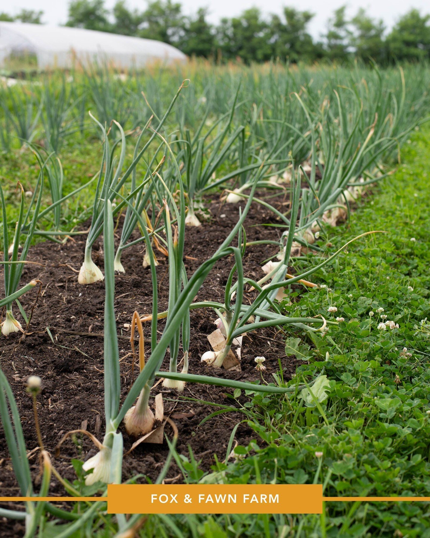 Visit Fox and Fawn Farm during the Co-op Farm Tour on July 16 from 10 am - 4 pm! 🦊🦌

Fox and Fawn Farm in New Germany, MN, raises naturally grown fruits and vegetables with a focus on community, no-till, and organic principles. This small-scale fam