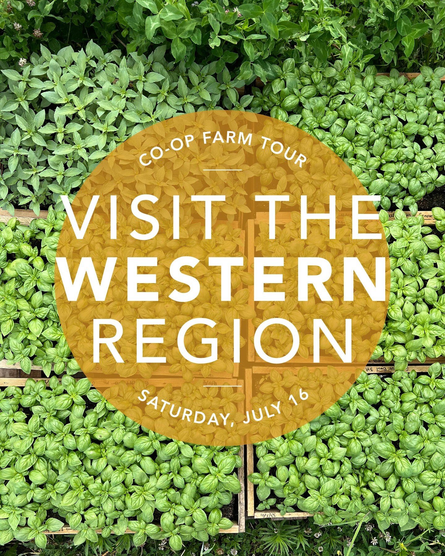 Join us for the Co-op Farm Tour on Saturday, July 16 from 10 am - 4 pm! 🌻 It's a free event that's open to all. Choose your own adventure as you pick from 21 farms to visit in MN and western WI.

To the west of the Twin Cities you'll find farms like