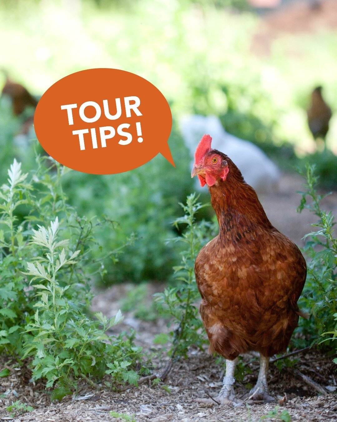On July 16 from 10 am - 4 pm, 21 sustainable and organic farms in MN and western WI will open their doors for a day of free fun and learning on the farm. It's the Co-op Farm Tour, and you're invited!

Make the most of the day and have the best experi