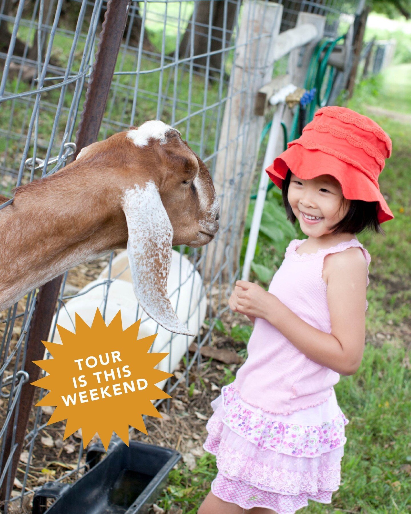 Who's ready for some fun on the farm this weekend? 🖐️ The Co-op Farm Tour is happening this Saturday (7/16) from 10 am - 4 pm! 🌻

Choose from 21 sustainable and organic farms to tour in Minnesota and western Wisconsin for a day of exploration, lear