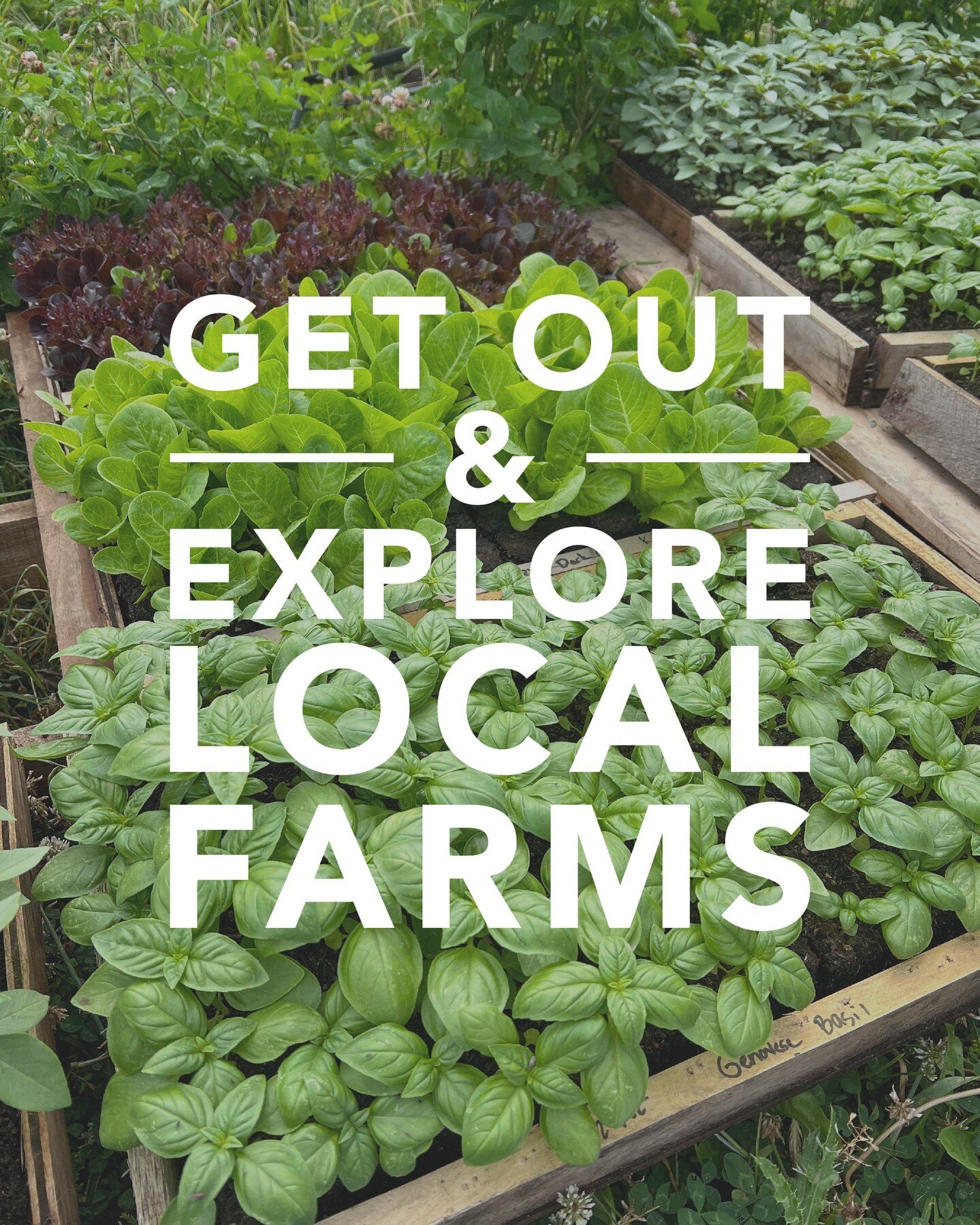 The Co-op Farm Tour is today! 🌞 Join us from 10 am - 4 pm today (7/16) as 21 local sustainable and organic farms open their doors to you for a day of fun and learning on the farm. Besides touring farms, there will be activities like:

🐄  Farming de