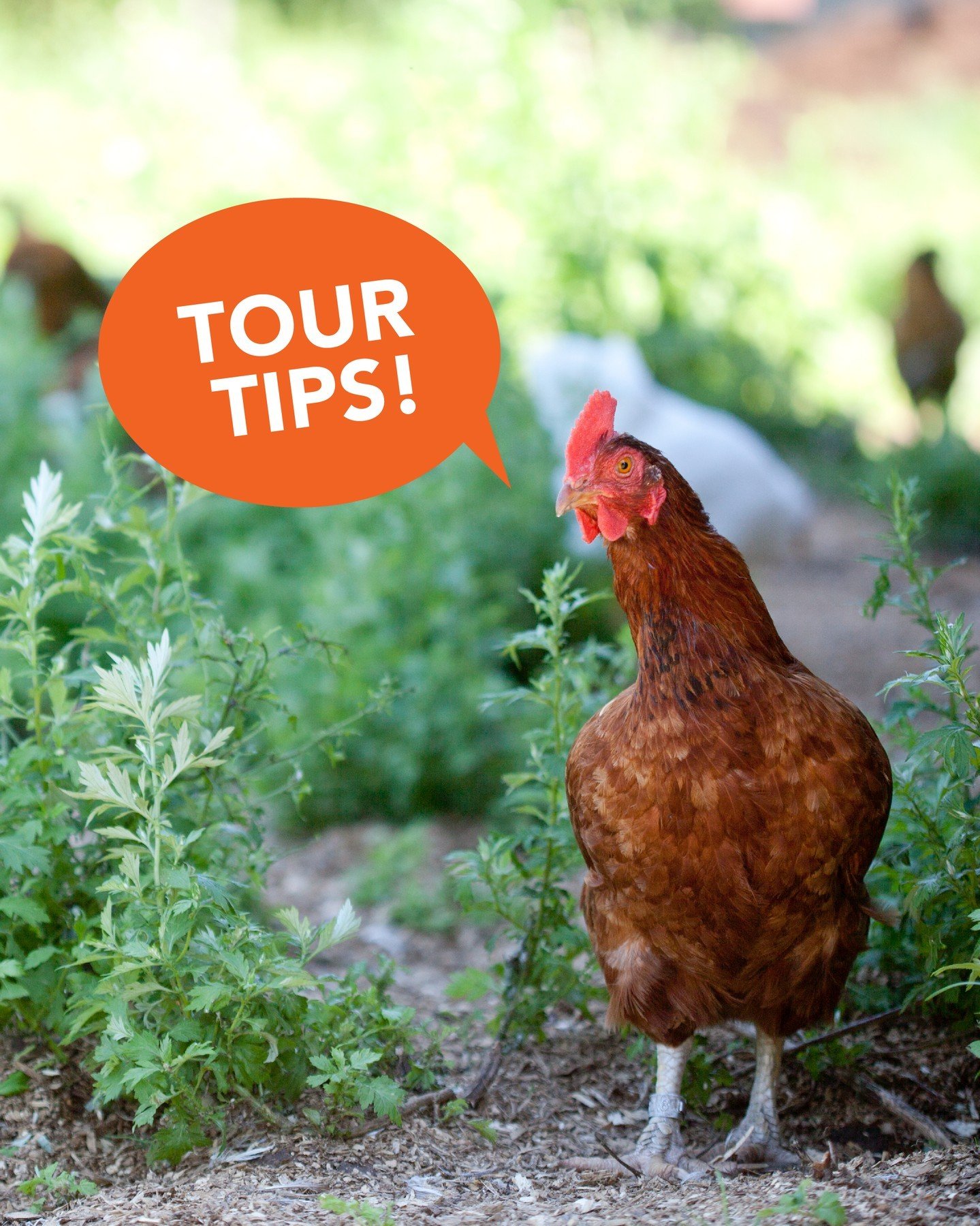 The Co-op Farm Tour is Saturday, July 13 from 10 am - 4 pm. ⭐ Make the most of the day and have the best experience possible with these pro tips:

🗺️ Pick up a guidebook at your local food co-op or find it online at Coopfarmtour.com (linked in bio).
