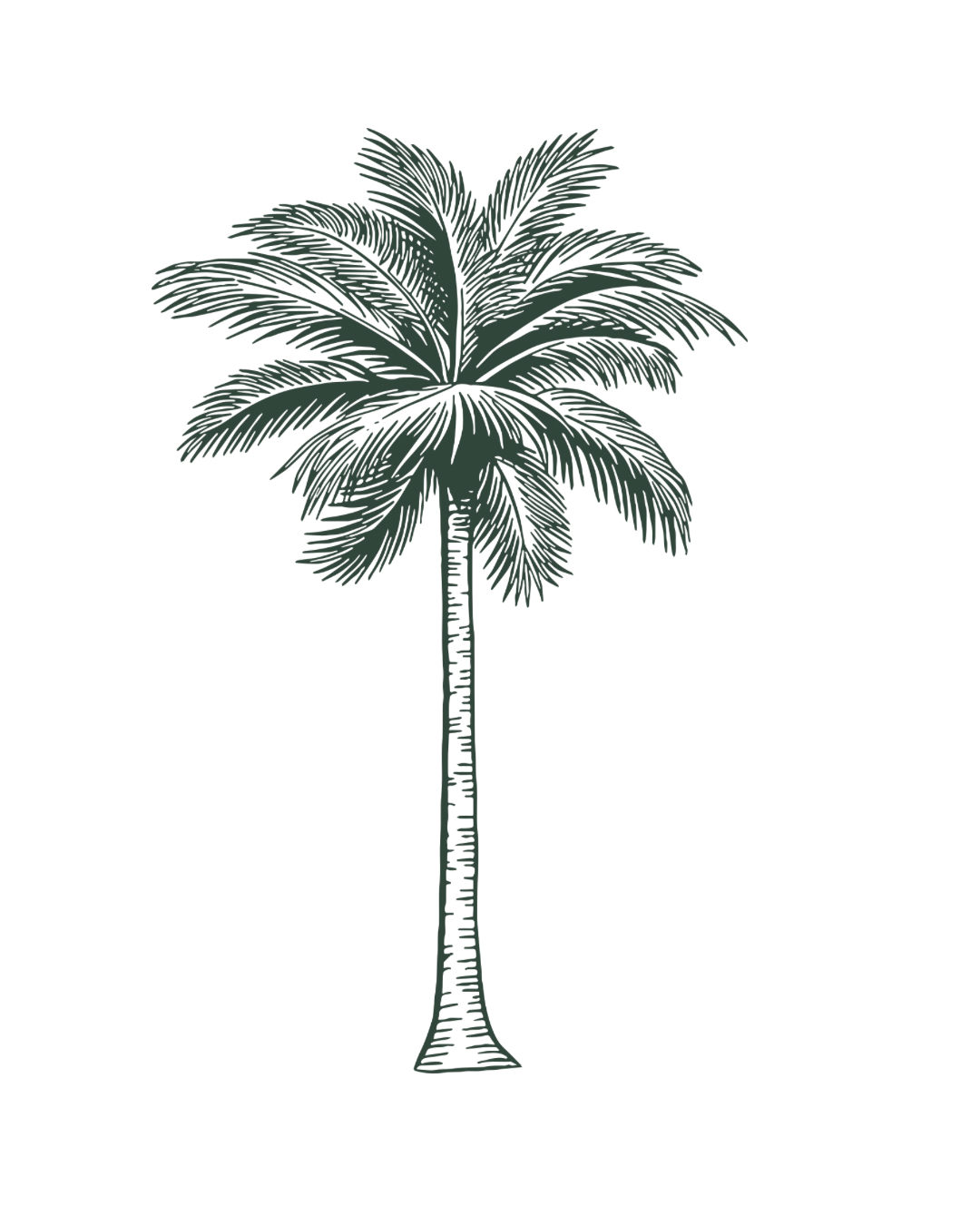 Illustration of a tall palm tree with a slender trunk and large, arching fronds.