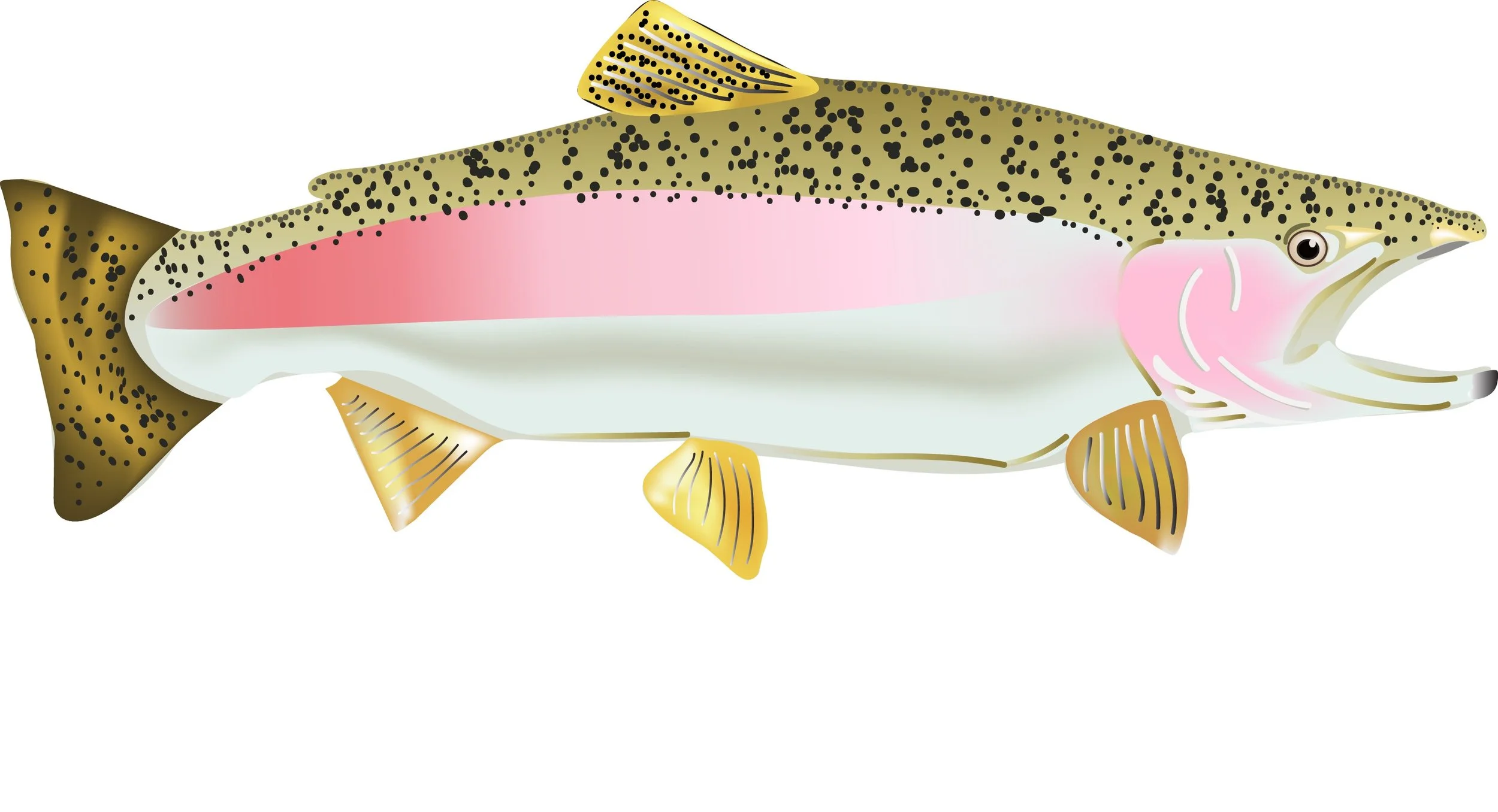 Digital steelhead.jpg