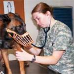 Infections of Working Dogs