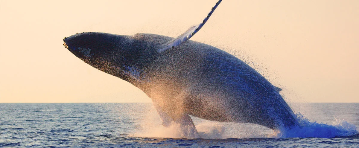 Croisière aux baleines