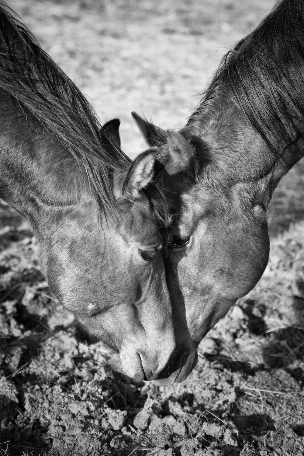 What is Equine Gestalt Coaching?