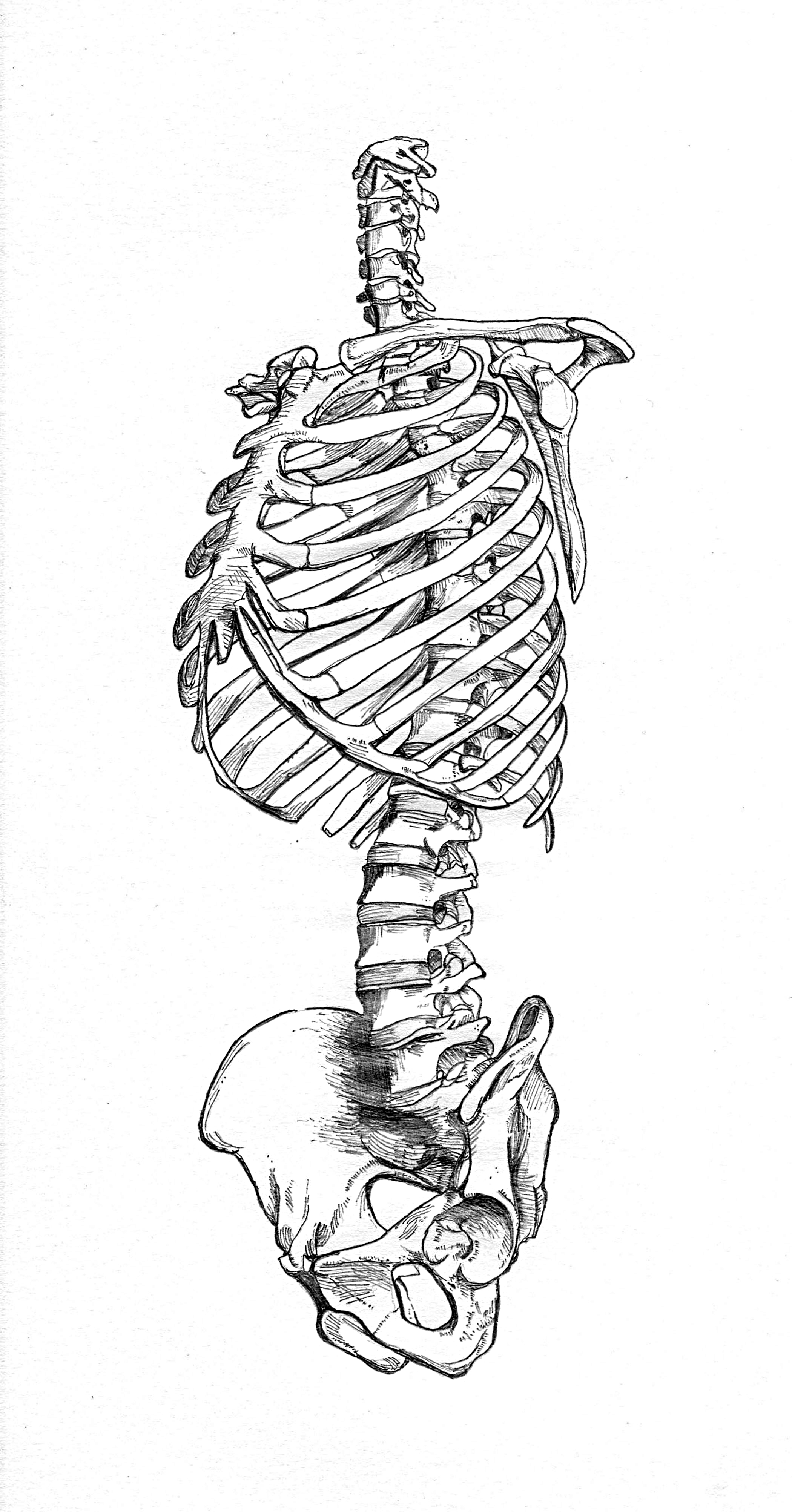 skeleton.jpg