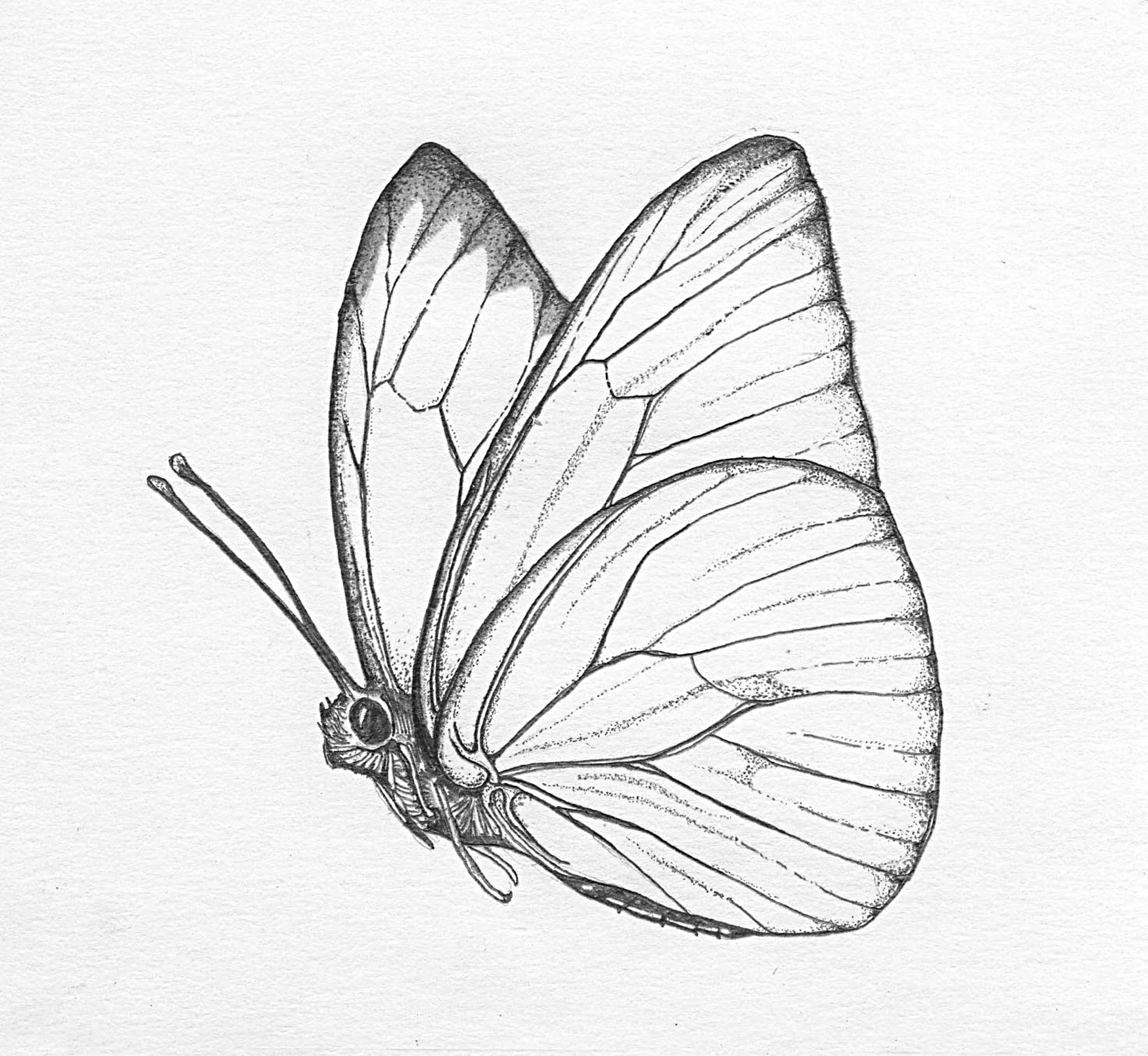 butterflywing.jpg