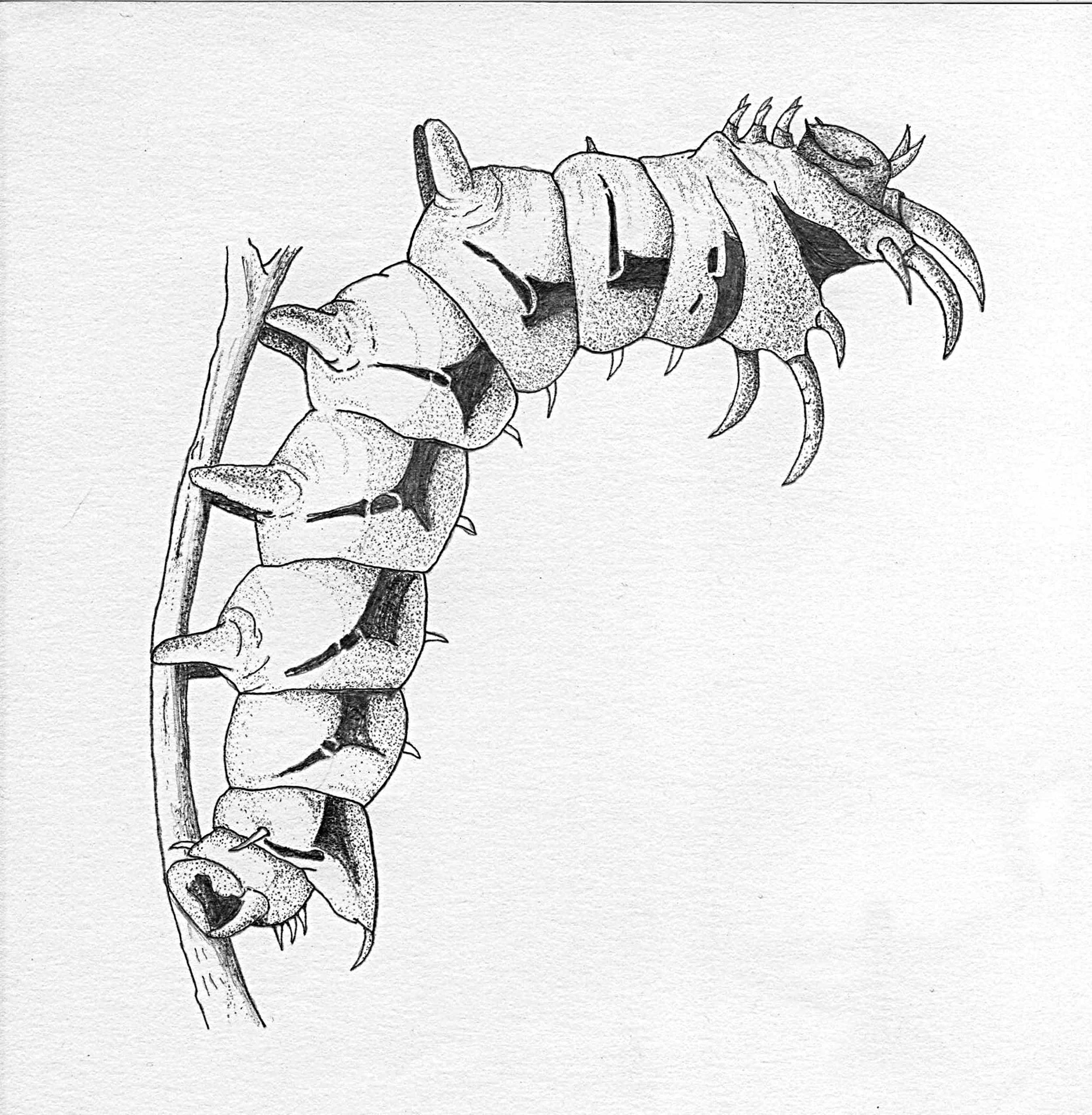 WORM.jpg