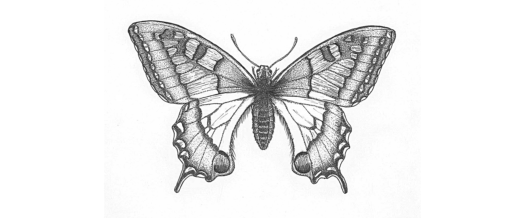 b-fly.png