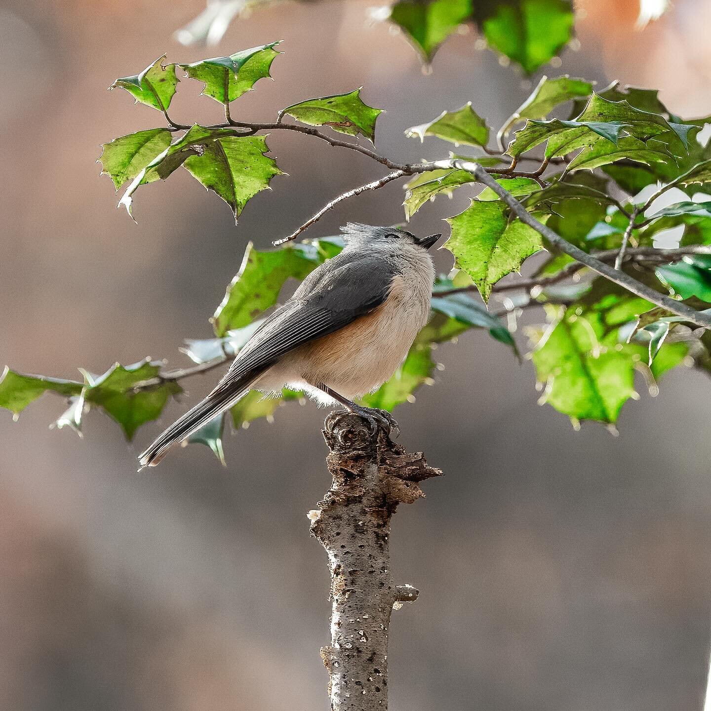 Winter colors of a tufted titmouse.