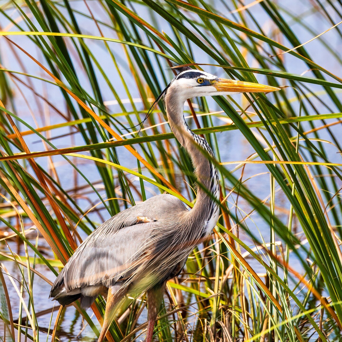 great blue heron in the everglades.
