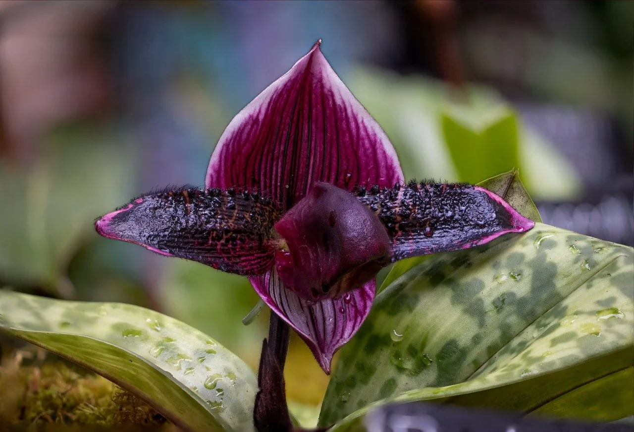 3I1A6254-Edit-Edit-2 Large.jpeg