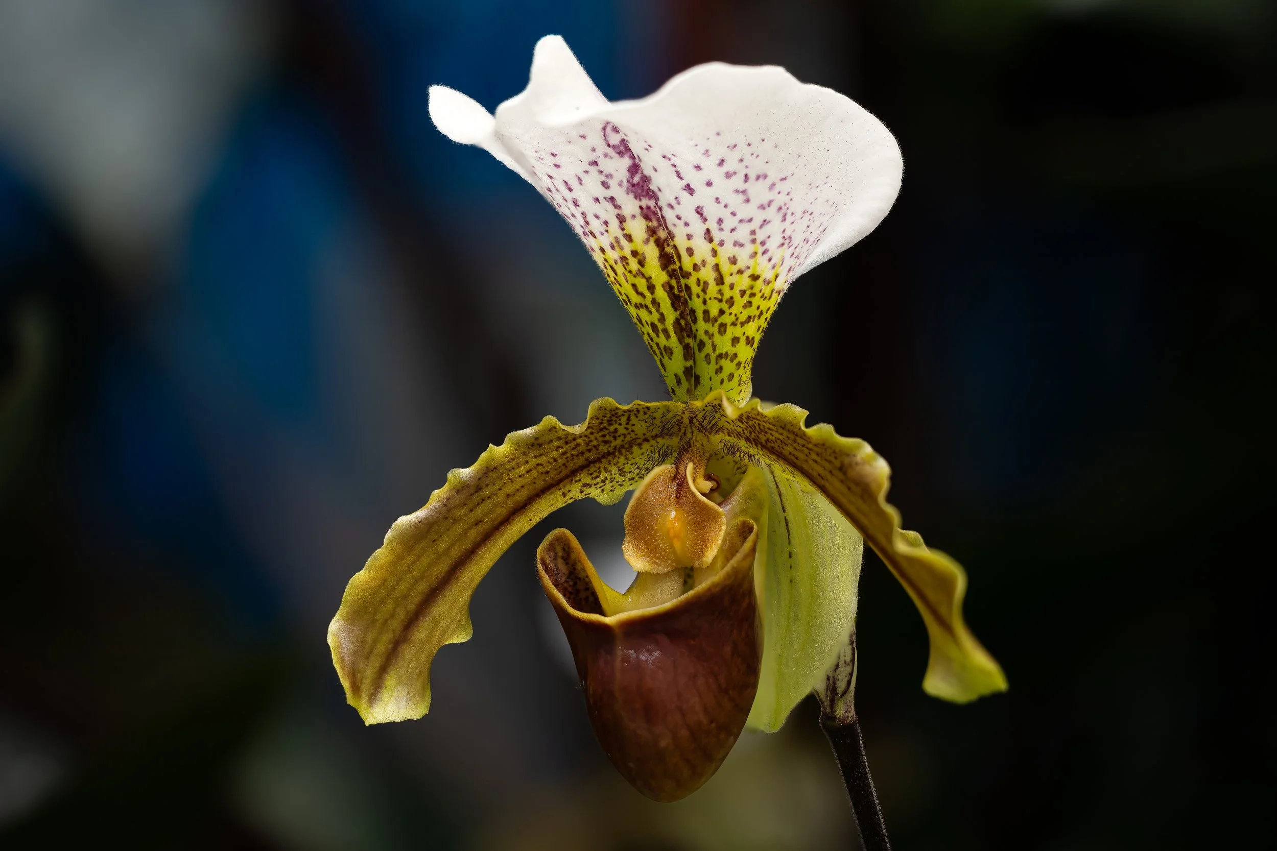 2024-01-28 11-02-13 (B,R27,S6)-2.jpg