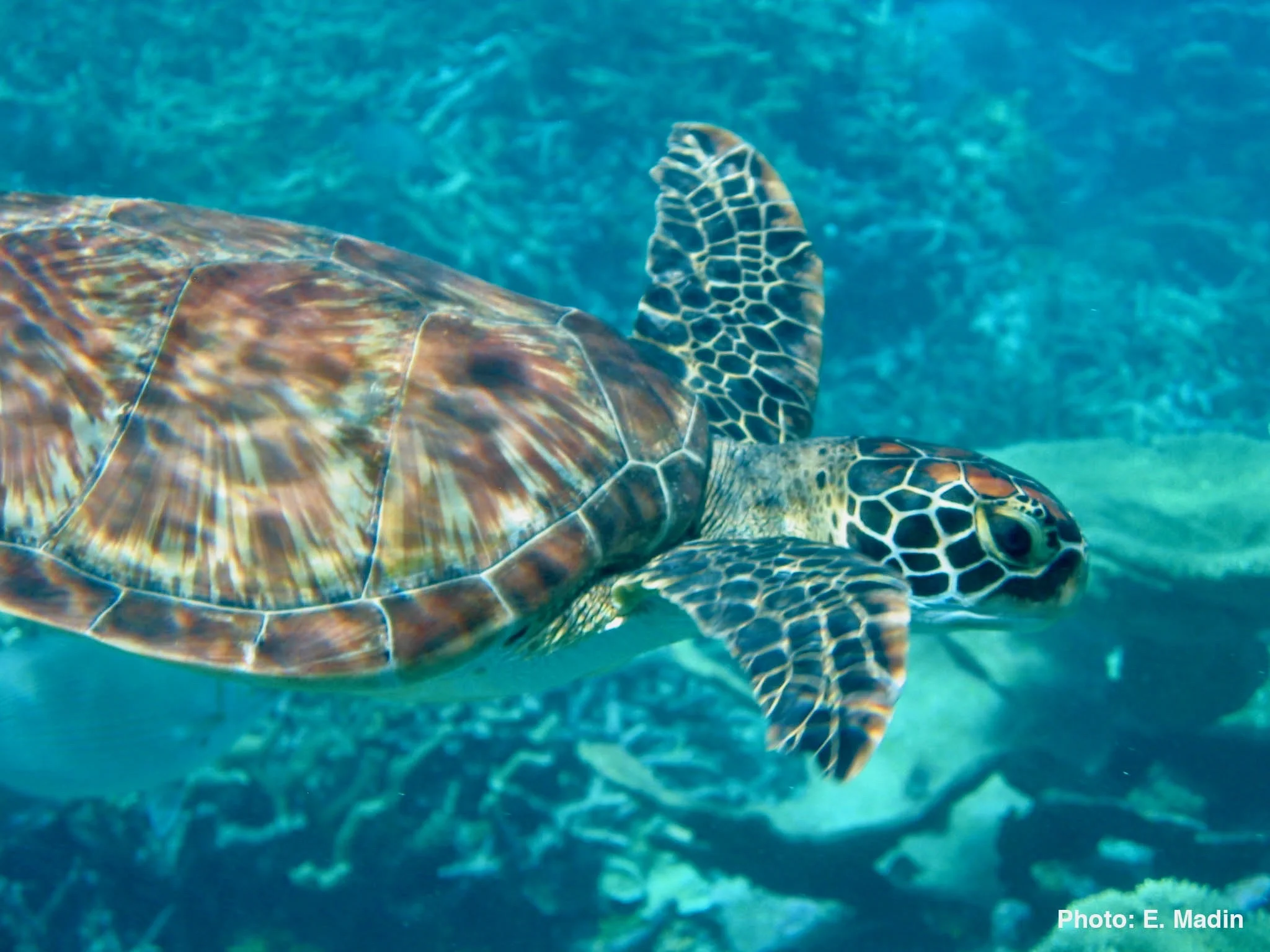 Turtle.jpg