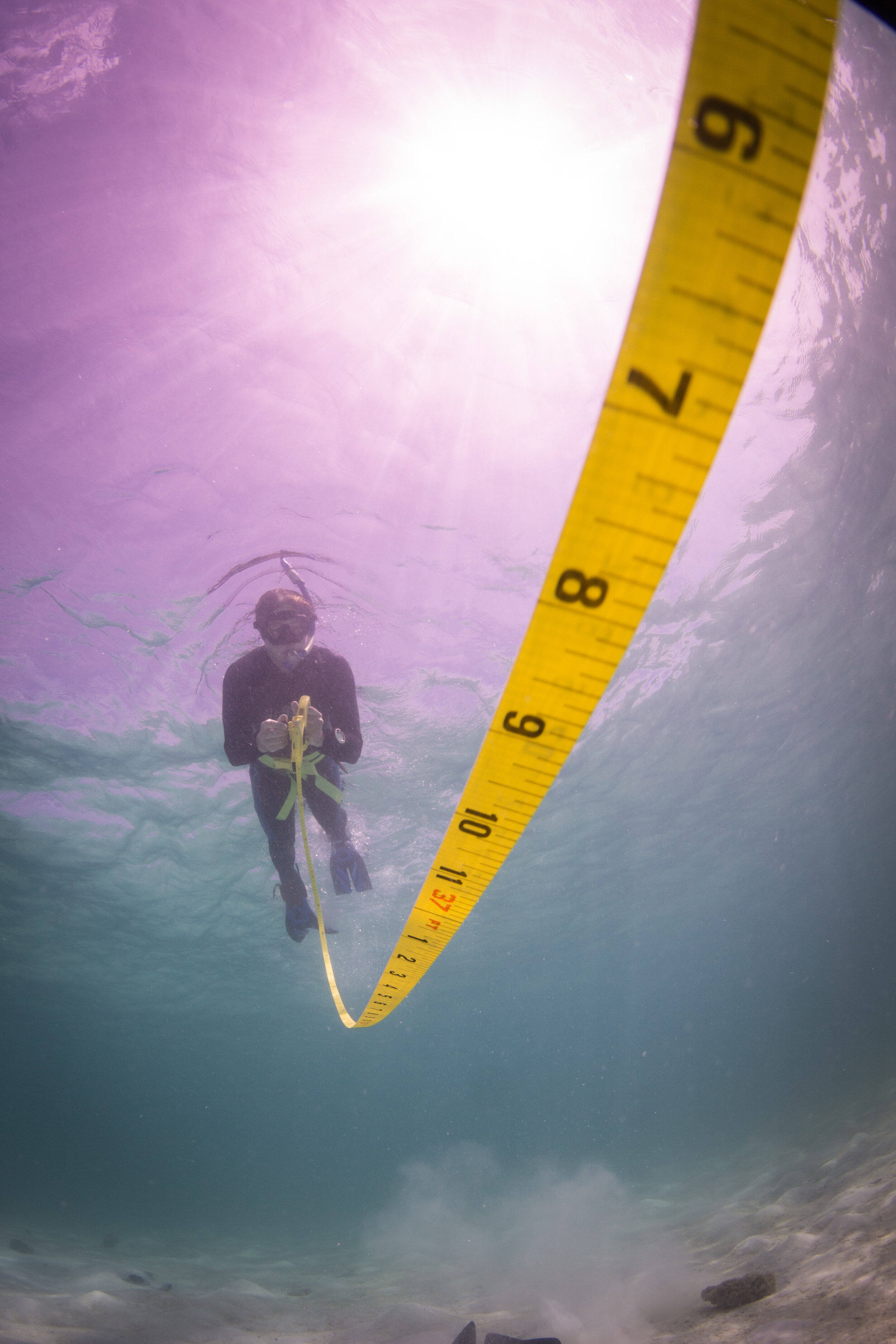  A diver surveys Australia’s tropical Great Barrier Reef. Photo credit: Brian Sullivan, Google. 