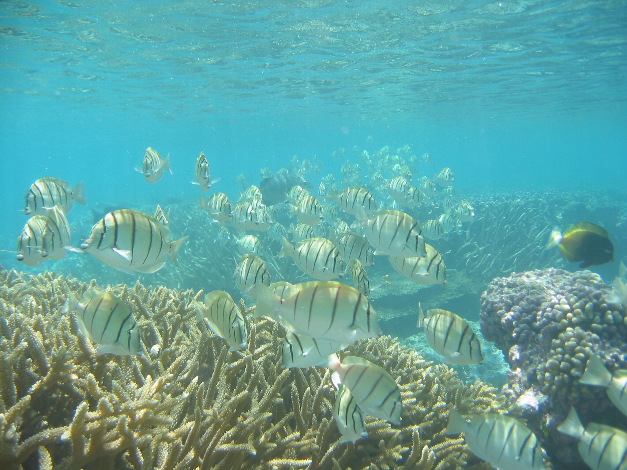  A large shoal of herbivorous surgeonfish ( Acanthurus triostegus ) swims amongst tropical reef corals. Photo credit: Elizabeth Madin, University of Hawai’i. 