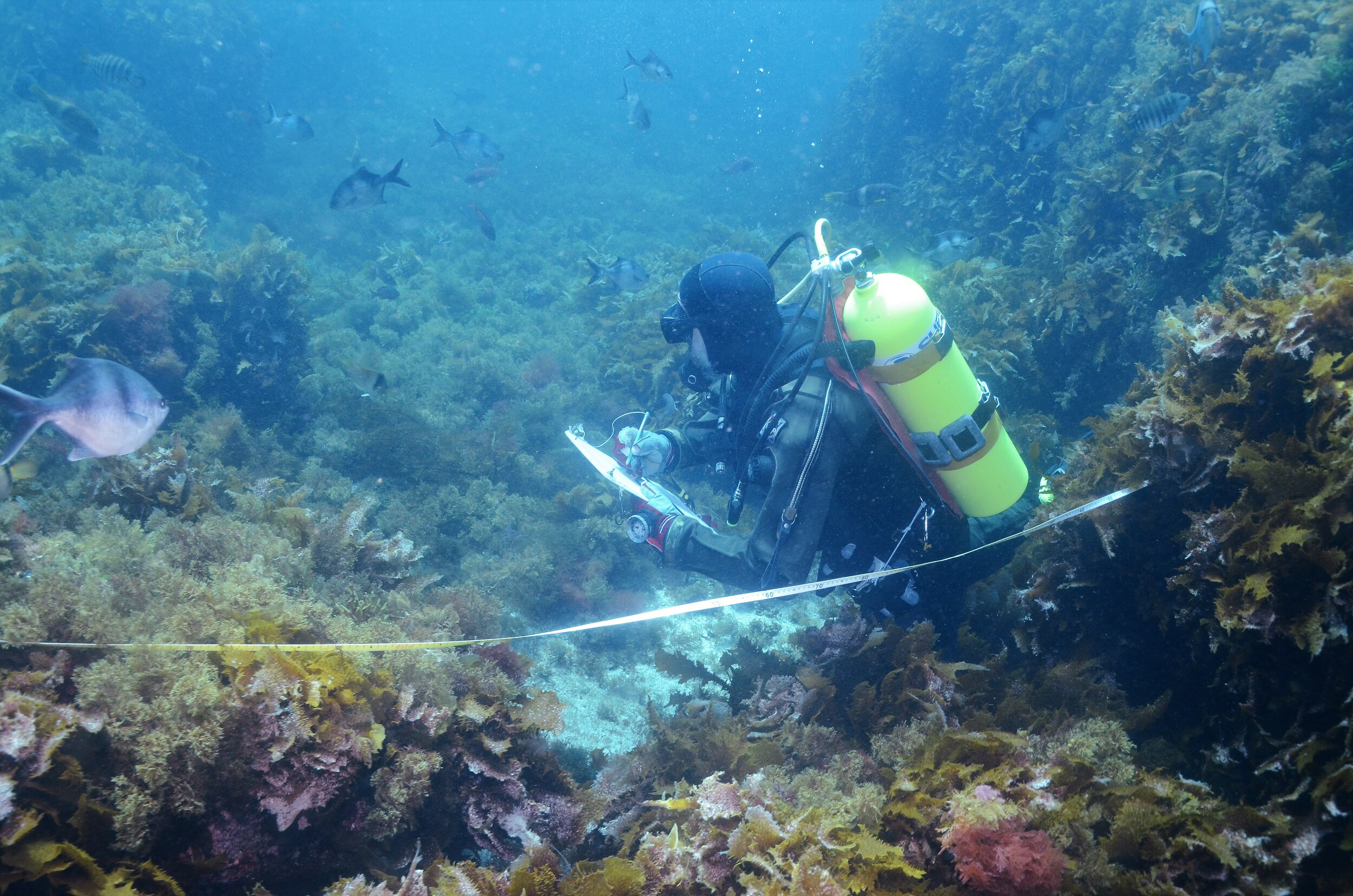  A diver surveys Australia’s one of Australia’s many temperate (cool-water) reefs. Photo credit: Graham Edgar, University of Tasmania. 