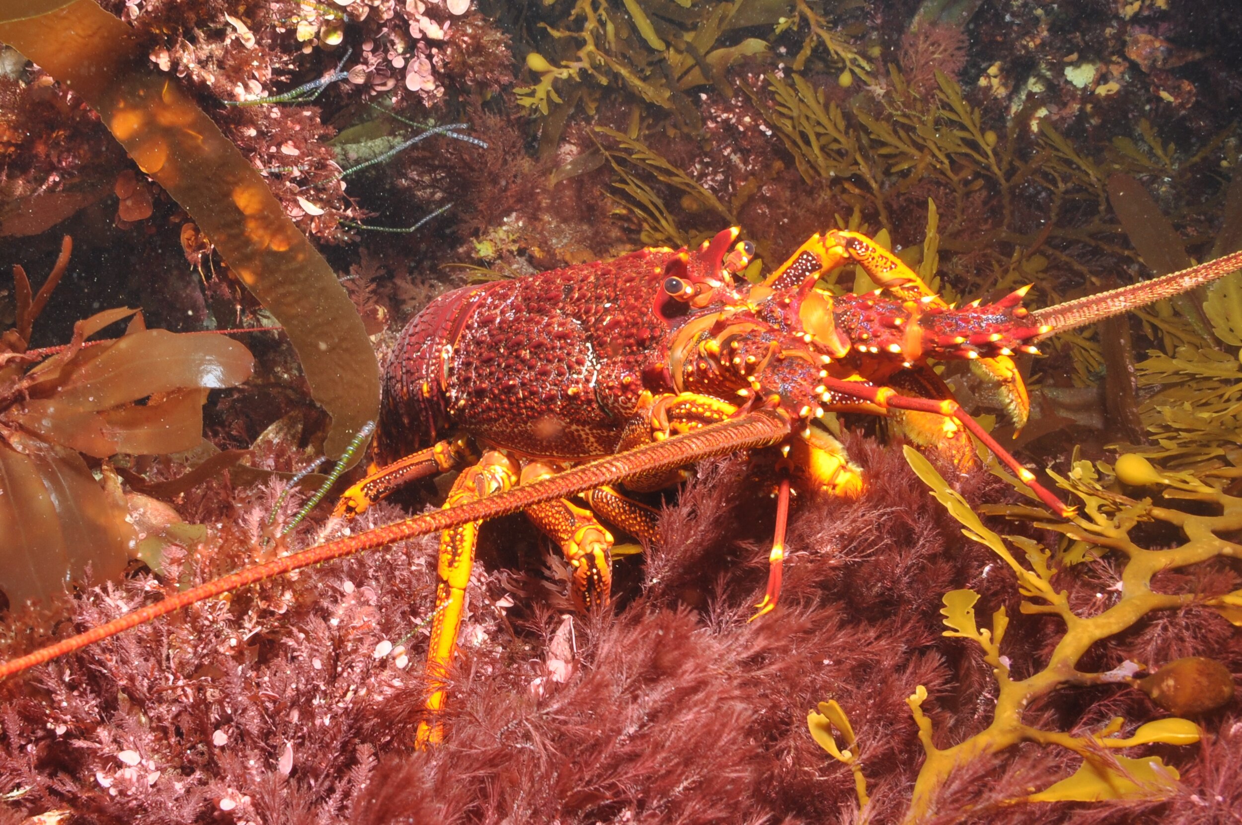  A carnivorous lobster ( Jasus edwardsii ) within a kelp and other macroalgal-dominated habitat on one of Australia’s many southerly, temperate reefs. Photo credit: Graham Edgar, University of Tasmania. 
