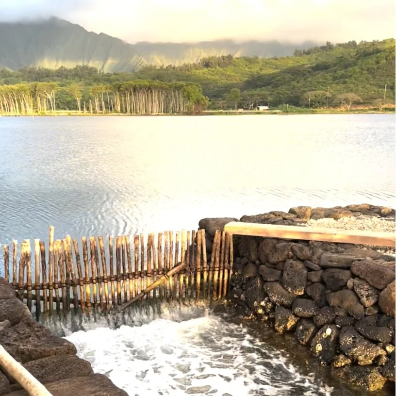 New study explores benefits of Indigenous aquaculture system restoration on surrounding fish populations