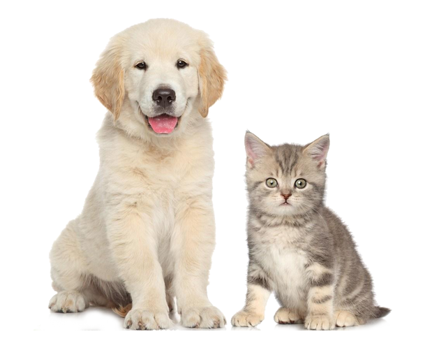 aa2a6df13deb9a02078a90c209c7fe29.png