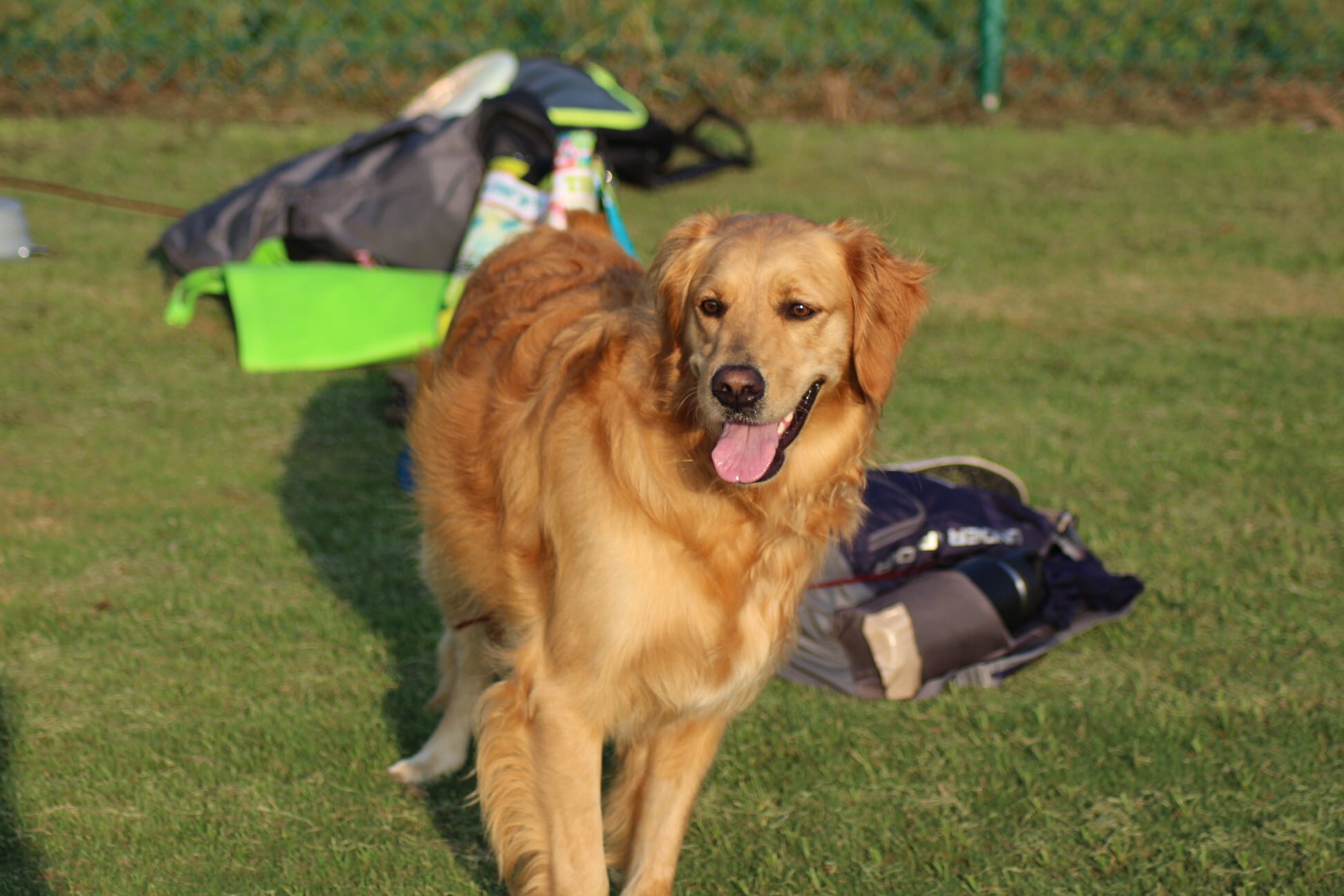 One of our lovely frisbee pups, Luca (girl)..