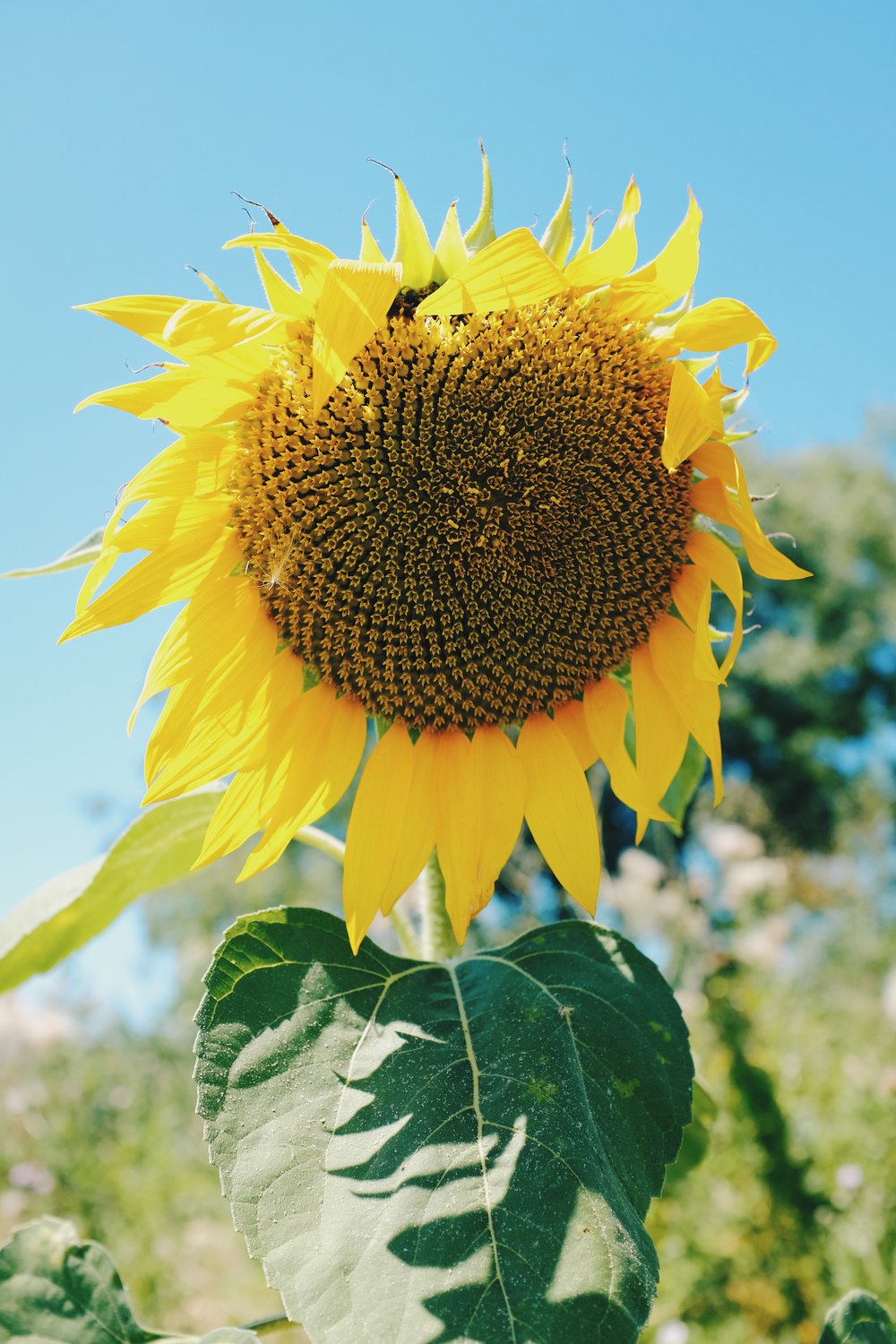 Sunflower.jpeg