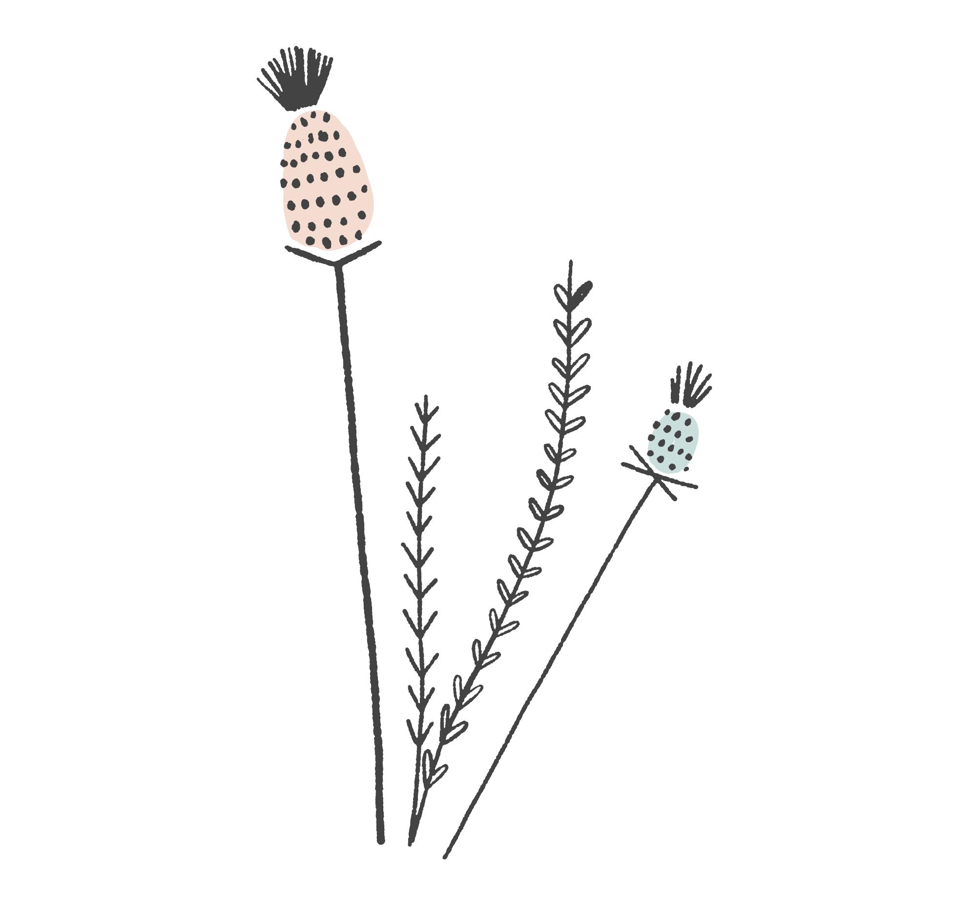 TaitAndThistle_Instagram-Illustration.png
