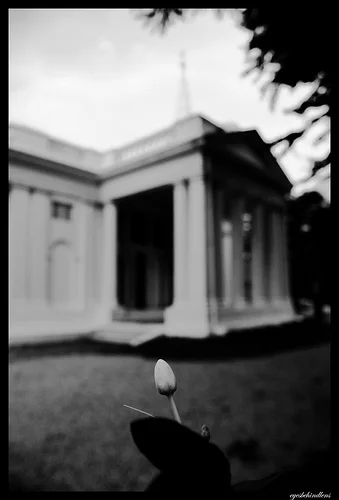 Church Tulip.jpg