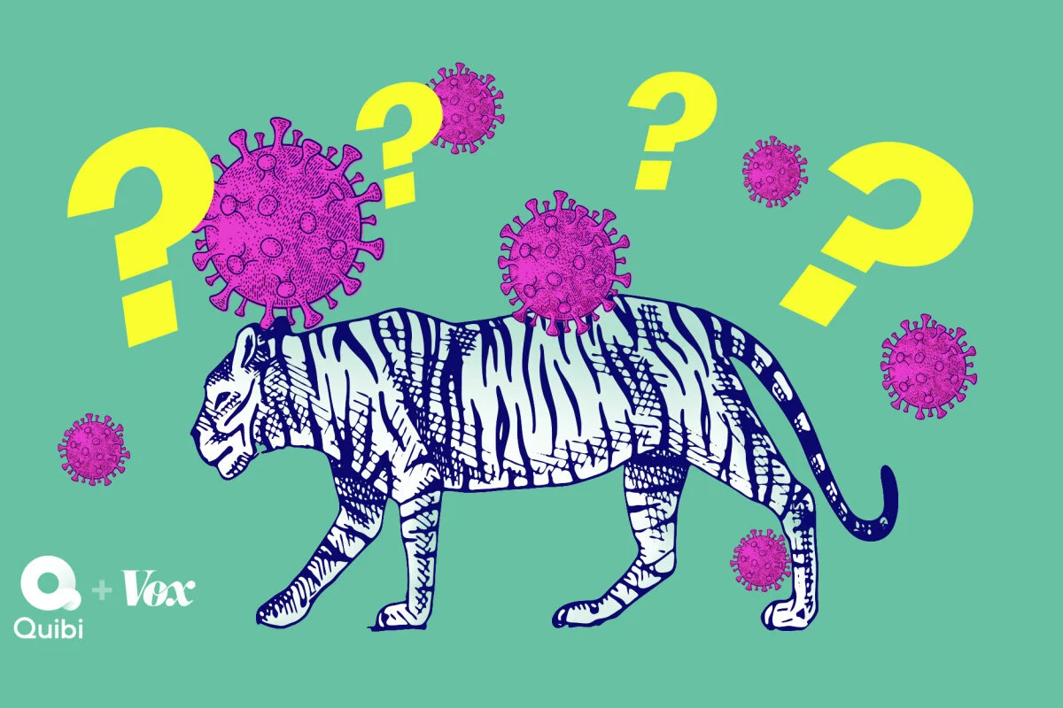 Why tigers get coronavirus but your dog will be fine