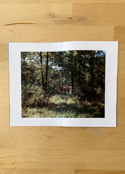 oldest tree small-3.jpg