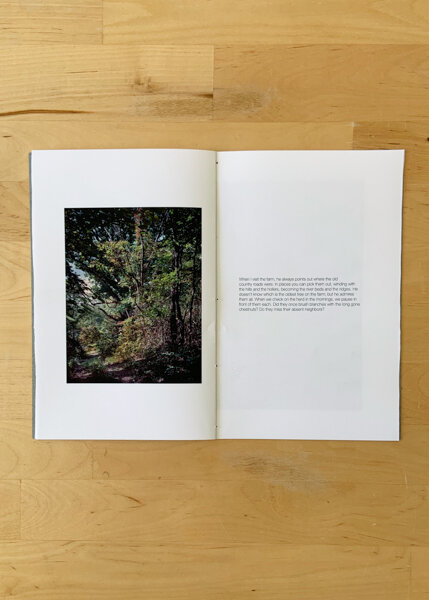 oldest tree small-6.jpg